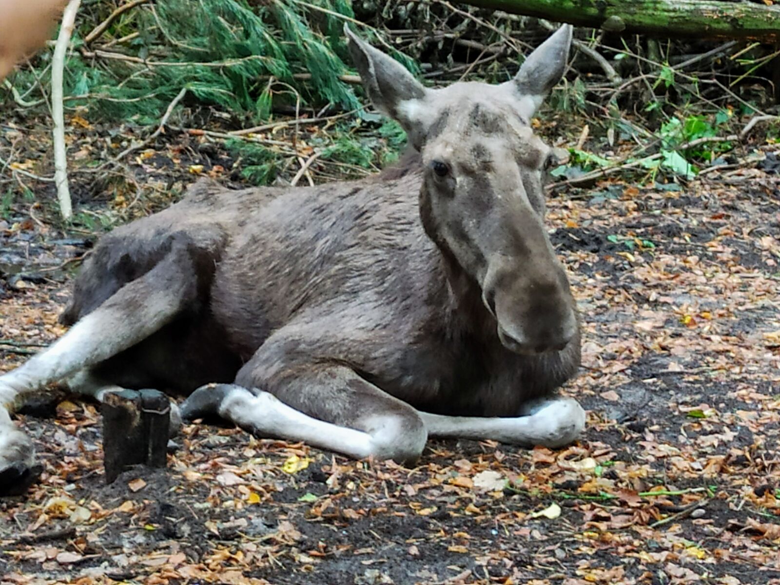 Xiaomi Redmi Note 8 Pro sample photo. Moose, forest animals, deer photography