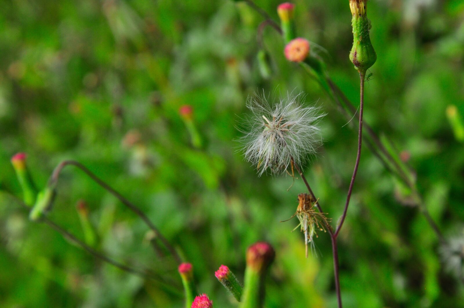 Nikon D90 sample photo. Dandelion, flower, nature photography