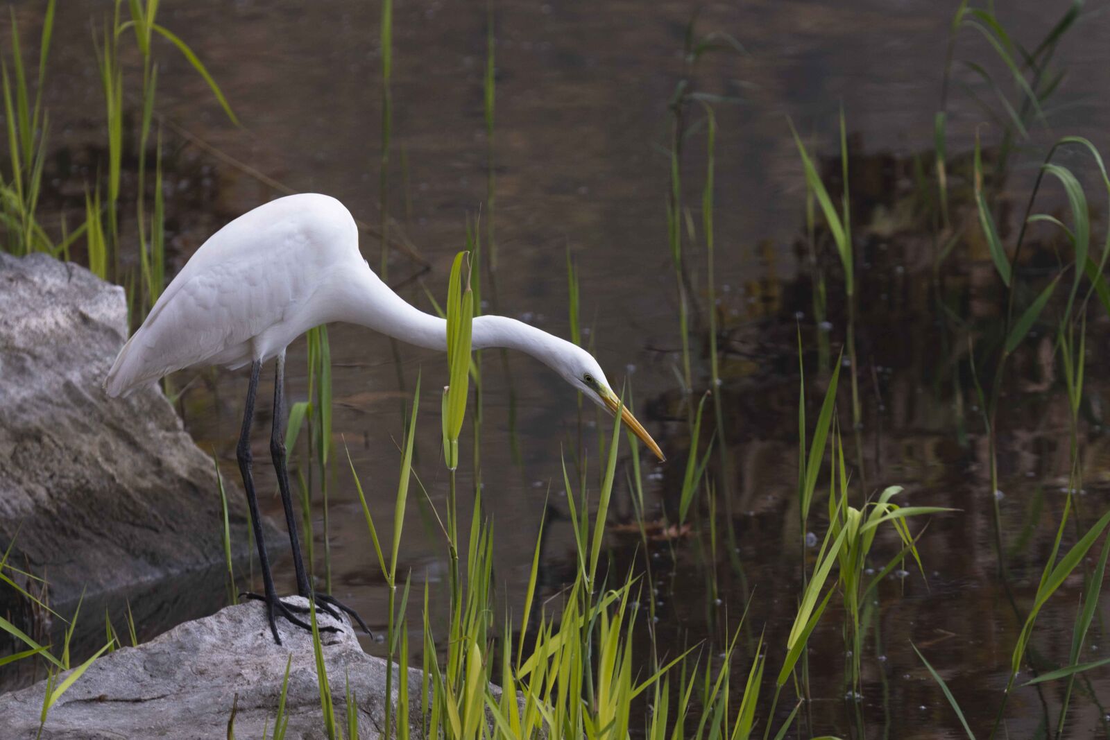 Nikon D7200 sample photo. Heron, bird, lake photography