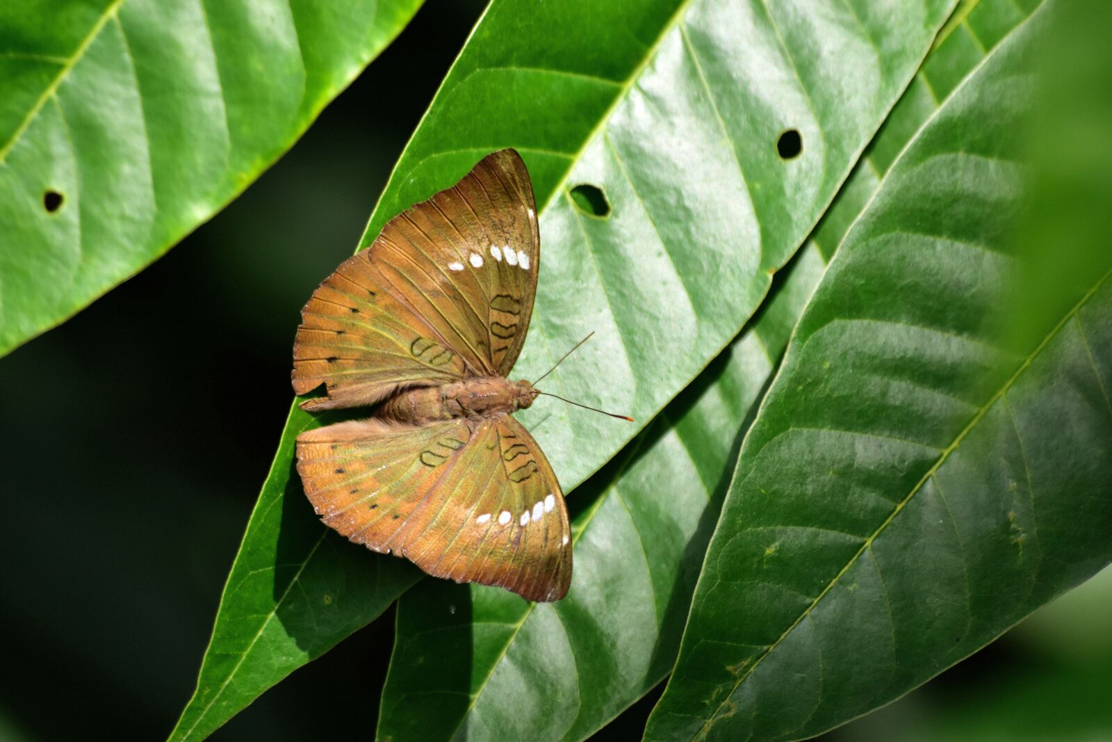 Nikon D3500 sample photo. Butterfly, moth, leaf photography