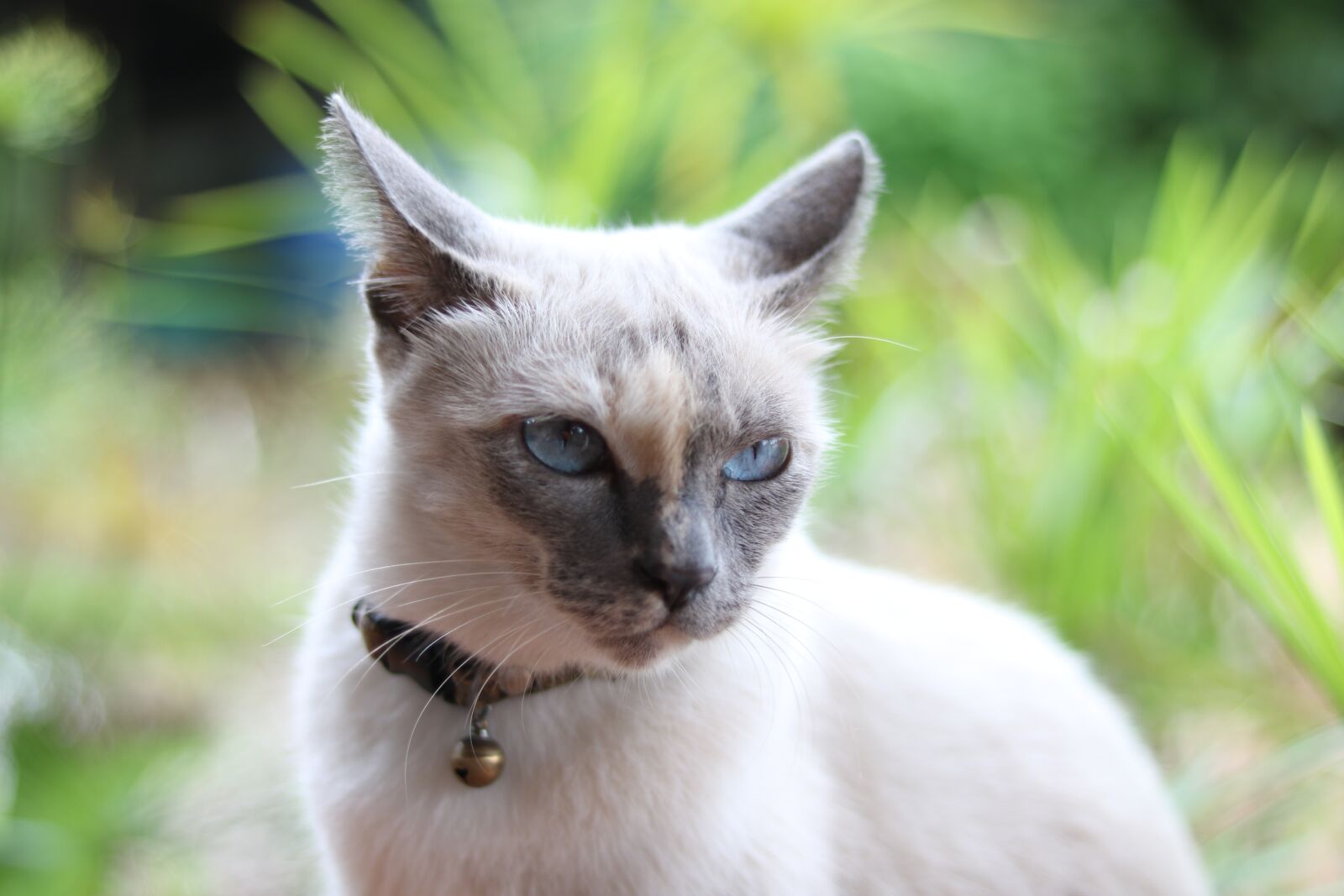 Canon EOS 750D (EOS Rebel T6i / EOS Kiss X8i) sample photo. Cats, brother lemon, bad photography