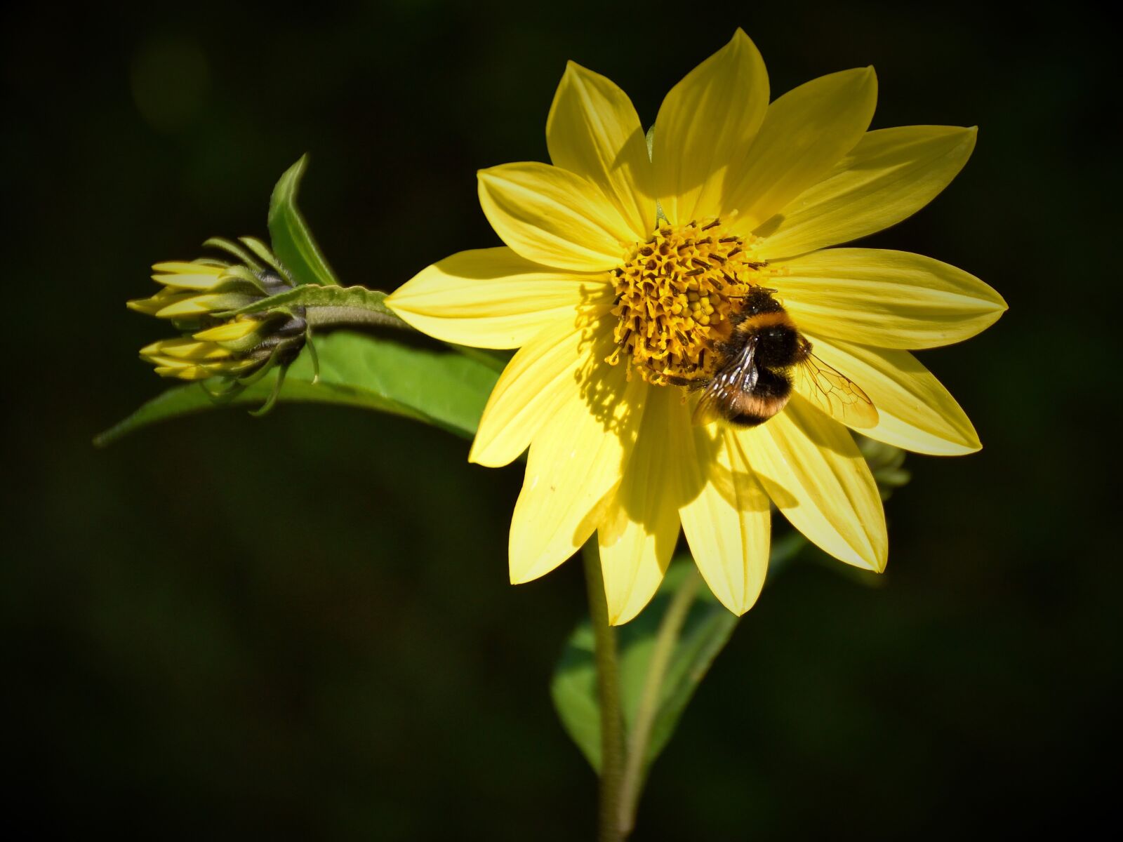 Nikon D5500 sample photo. Bee, blossom, bloom photography