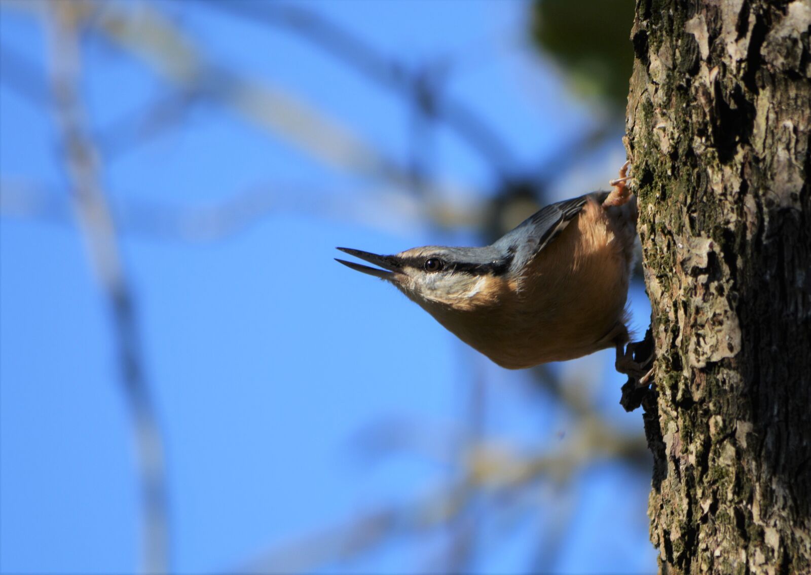 Nikon D5200 sample photo. Stehlík, bird, nature photography