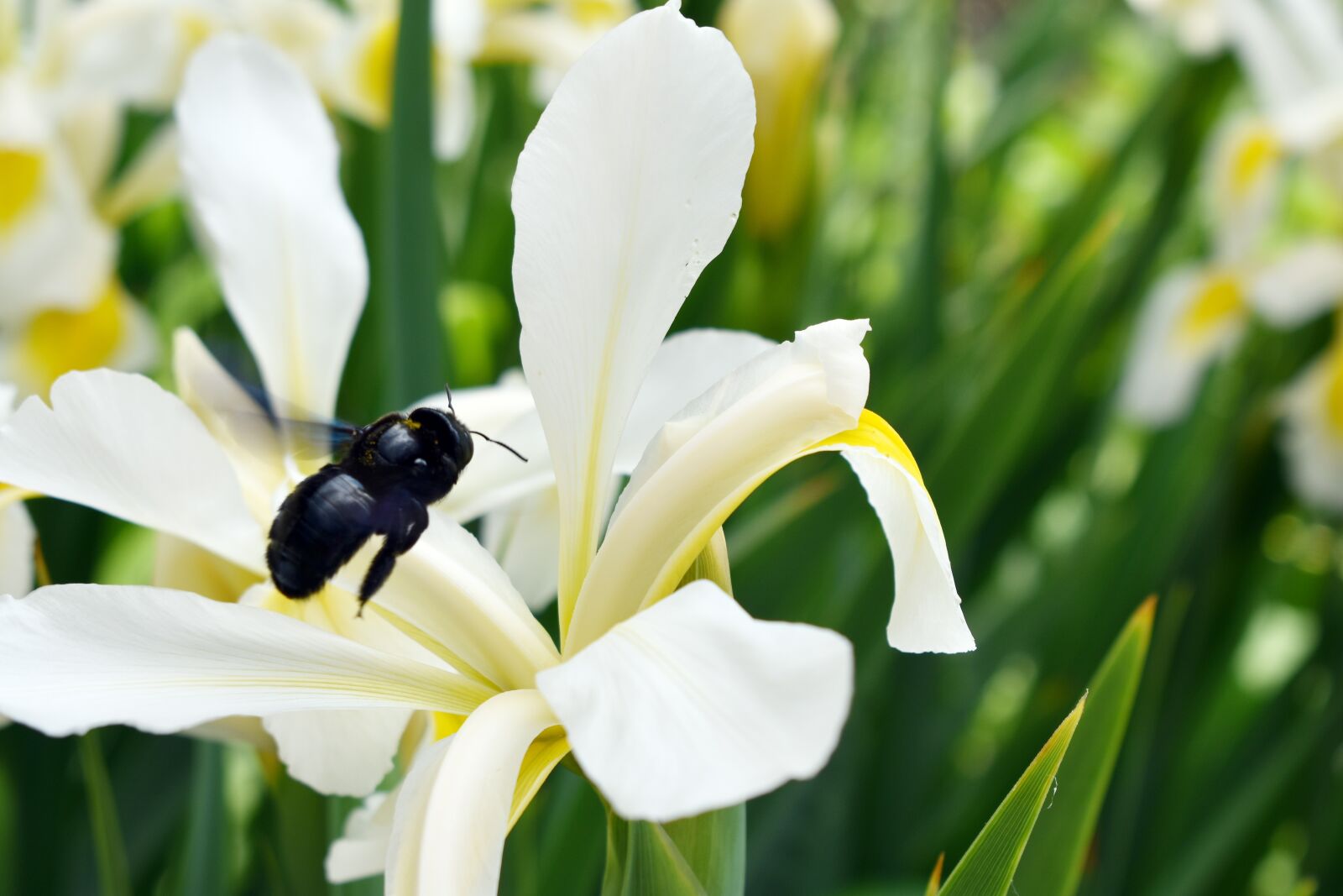 Nikon D3400 sample photo. Bumblebee, flying, flower photography