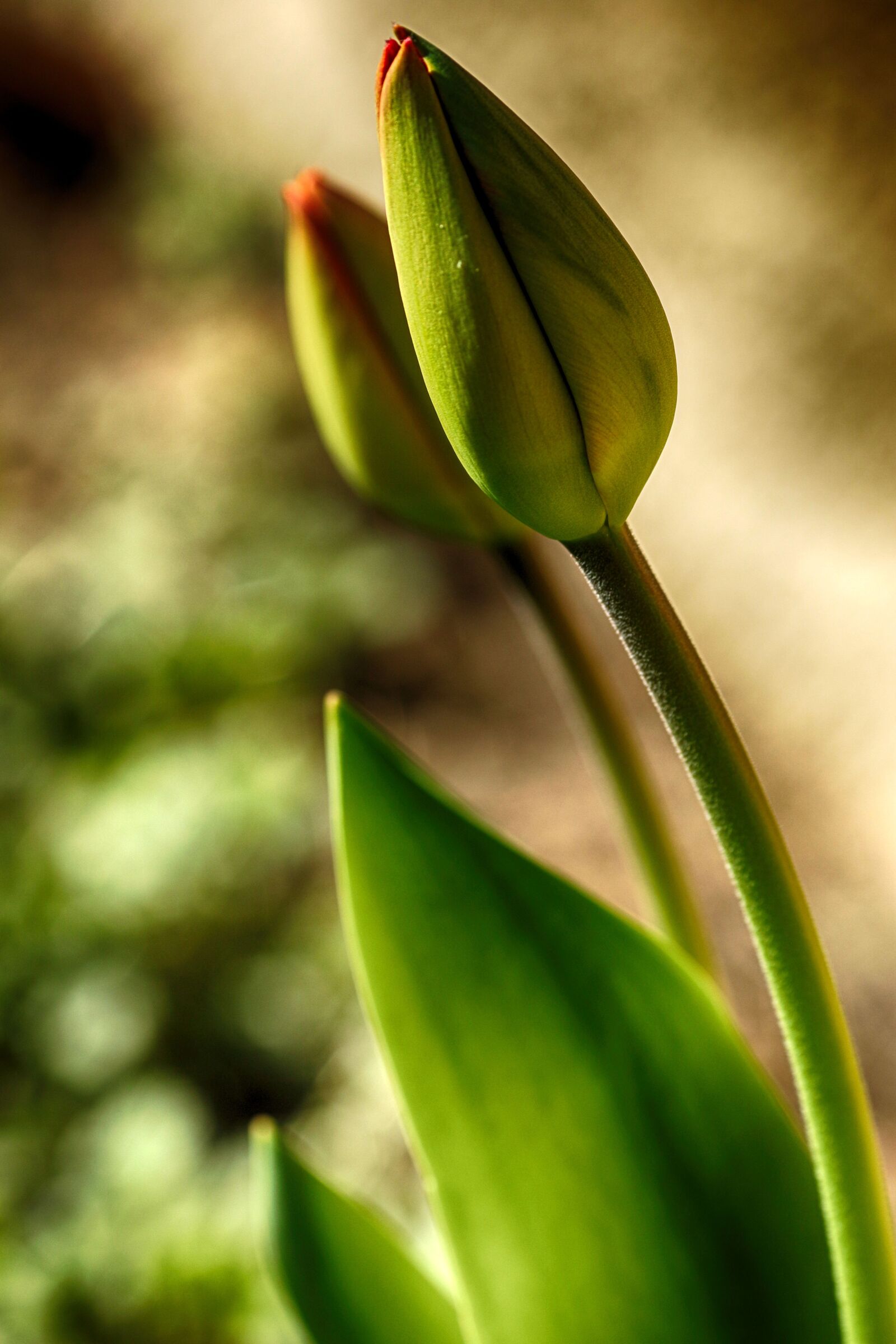 Canon EOS 7D Mark II + Canon EF 135mm F2L USM sample photo. Tulip, flower, natur photography