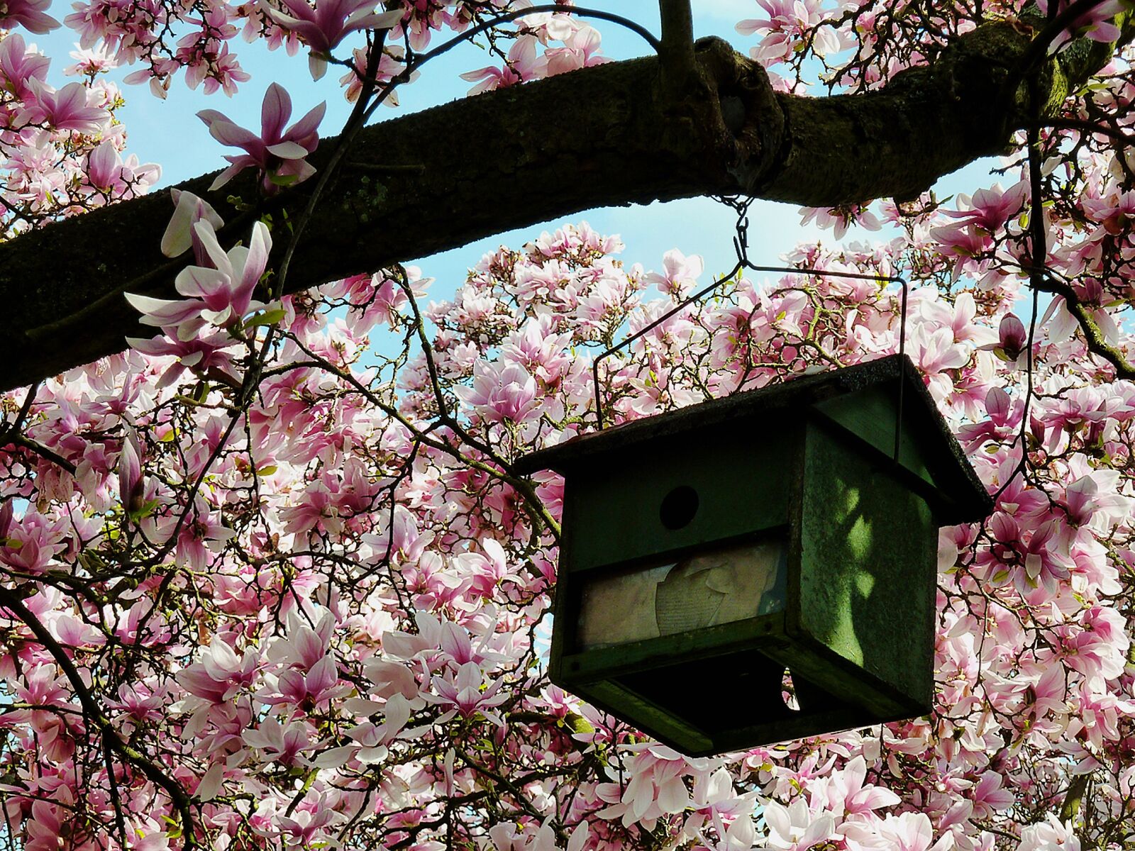 Panasonic DMC-TZ7 sample photo. Aviary, magnolia tree, magnolia photography