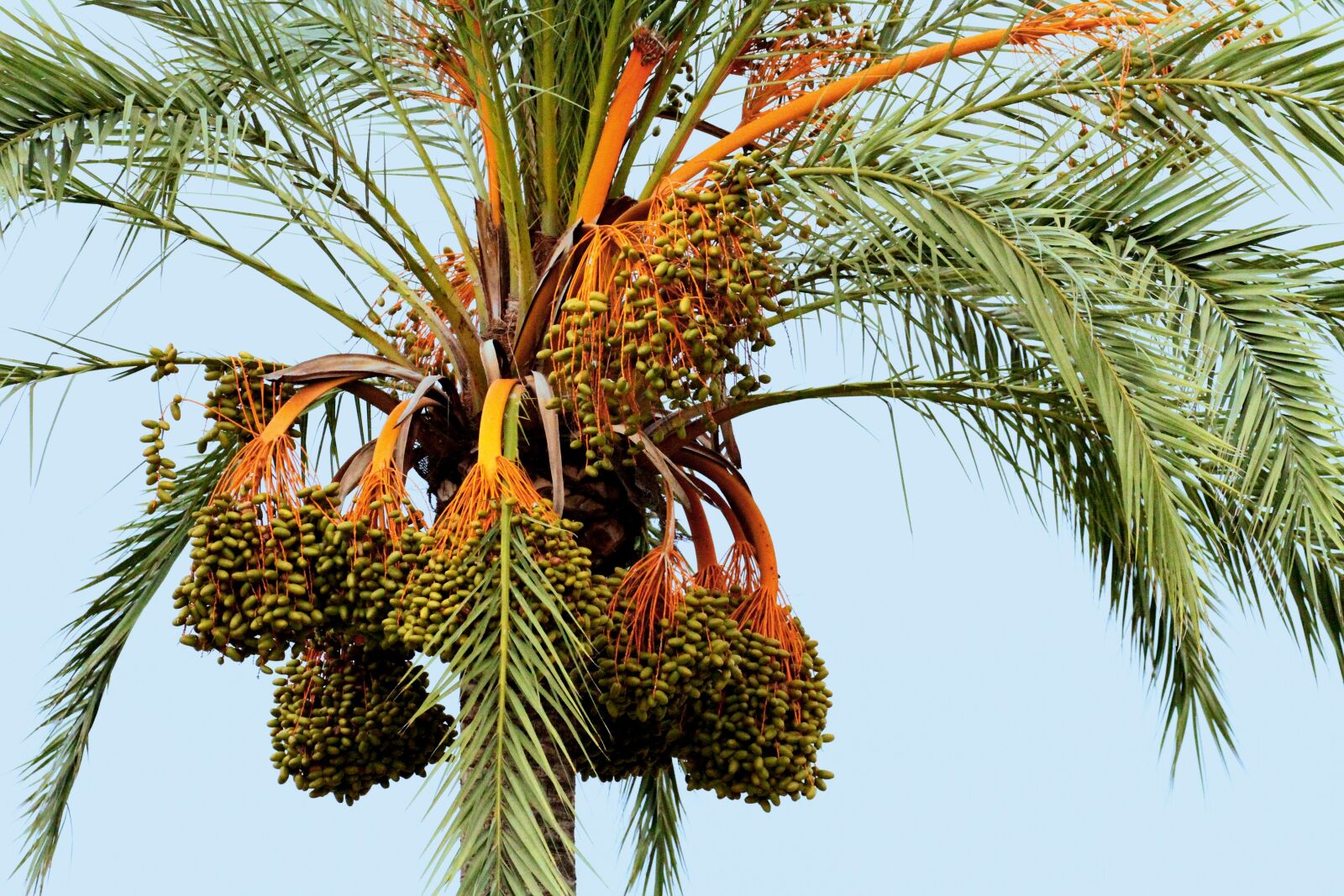 Canon EOS 7D + Canon EF 100-400mm F4.5-5.6L IS II USM sample photo. Mallorca spain, palm, fruit photography