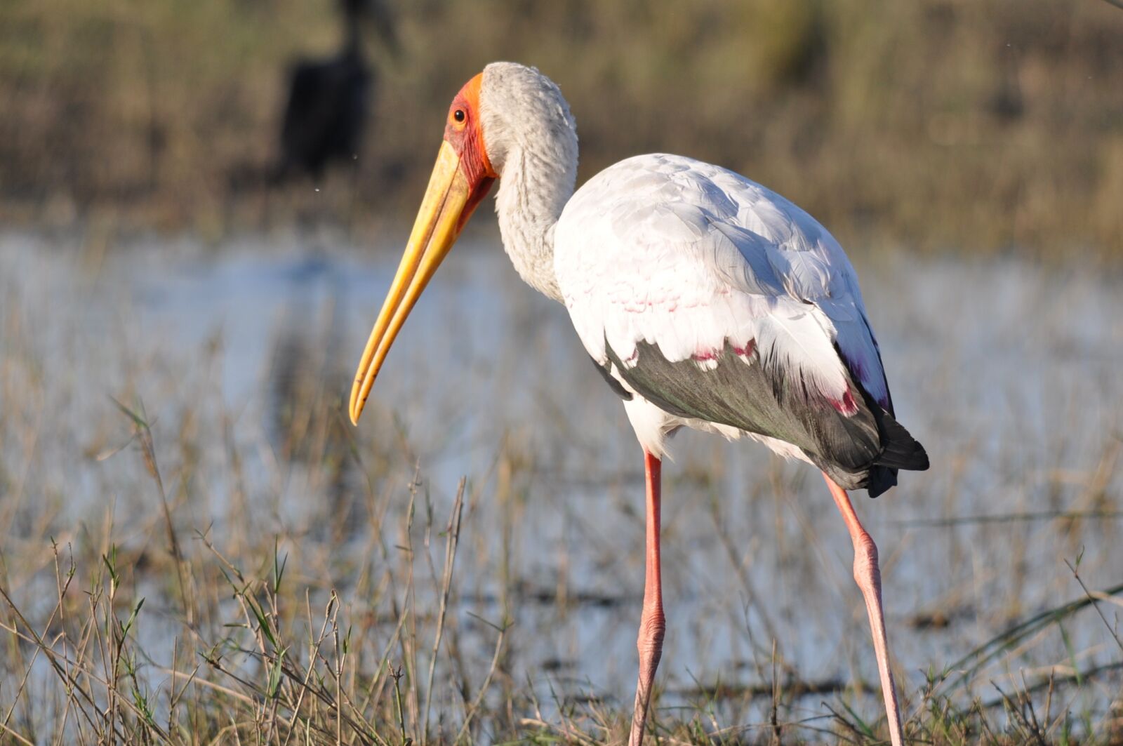Nikon D90 sample photo. Wildlife, bird, animal photography