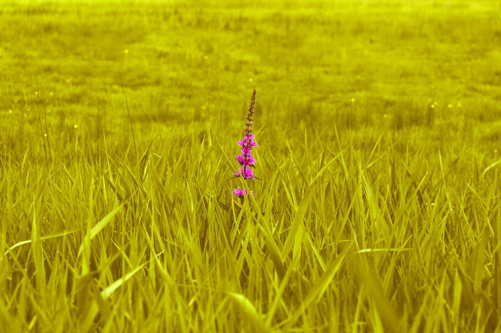 Nikon D5000 sample photo. Meadow, green, grass photography