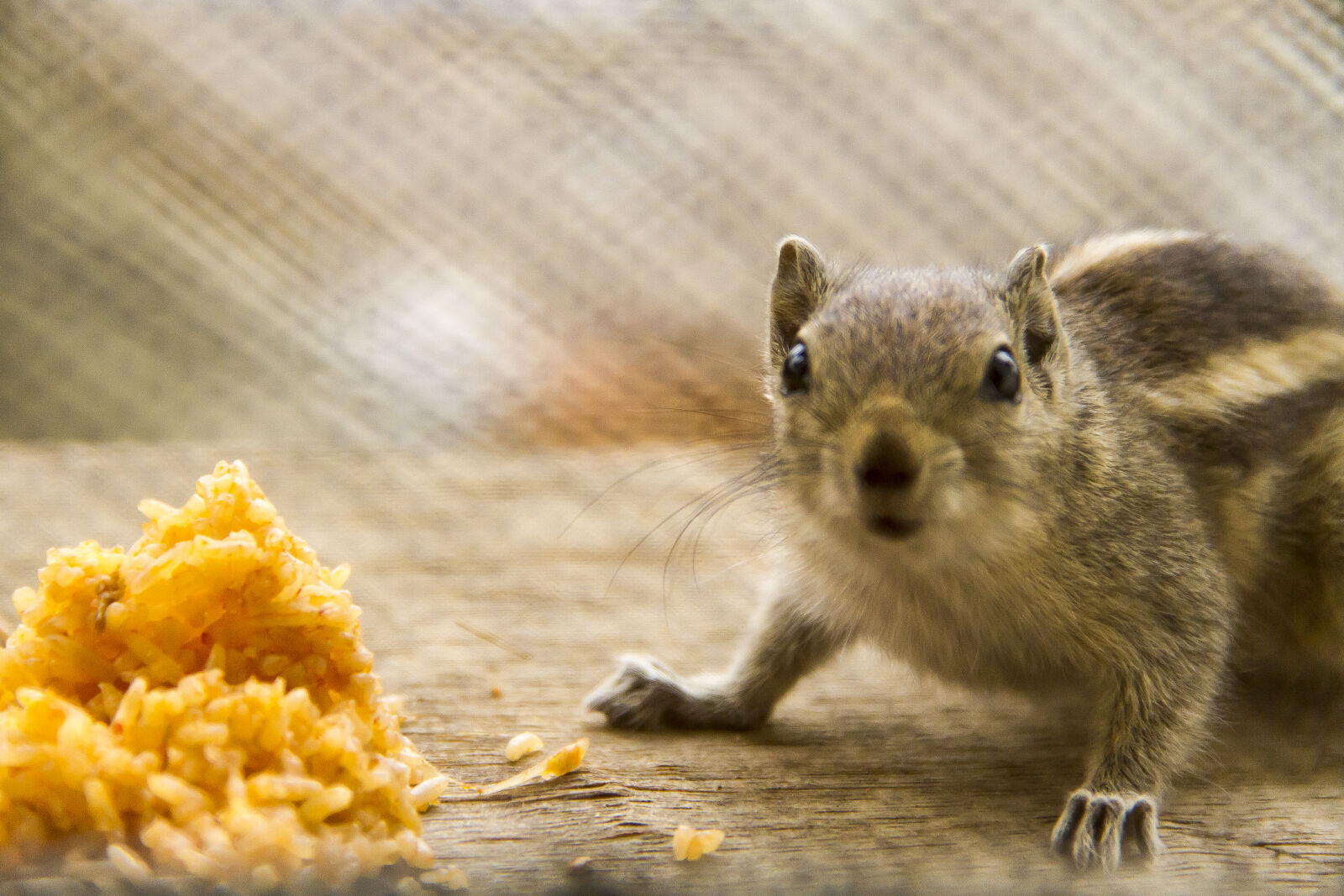 Canon EOS 7D sample photo. Squirrel photography