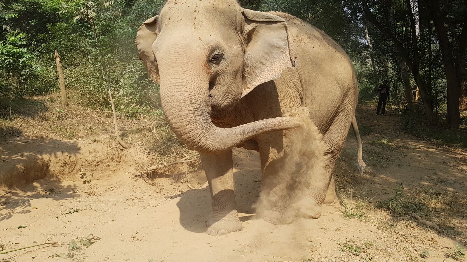 Samsung Galaxy S7 sample photo. Elephant, thailand, forest photography