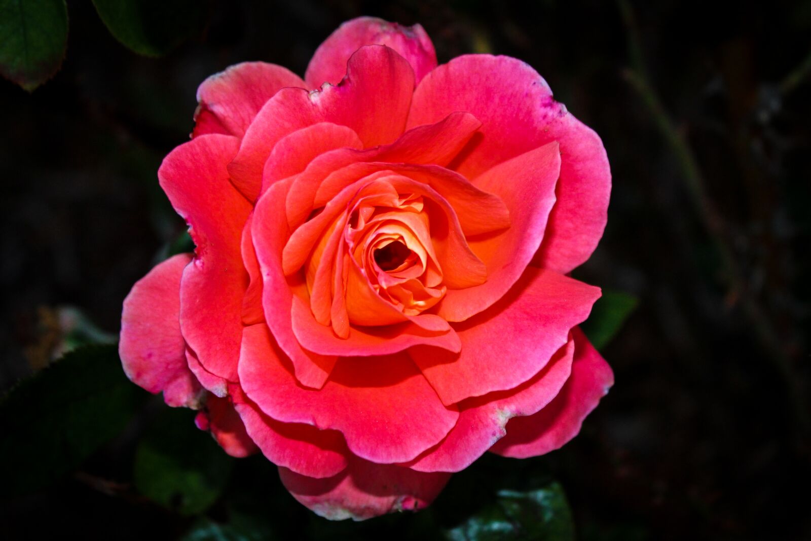 Canon EOS 1100D (EOS Rebel T3 / EOS Kiss X50) sample photo. Flower, rosa, petal photography