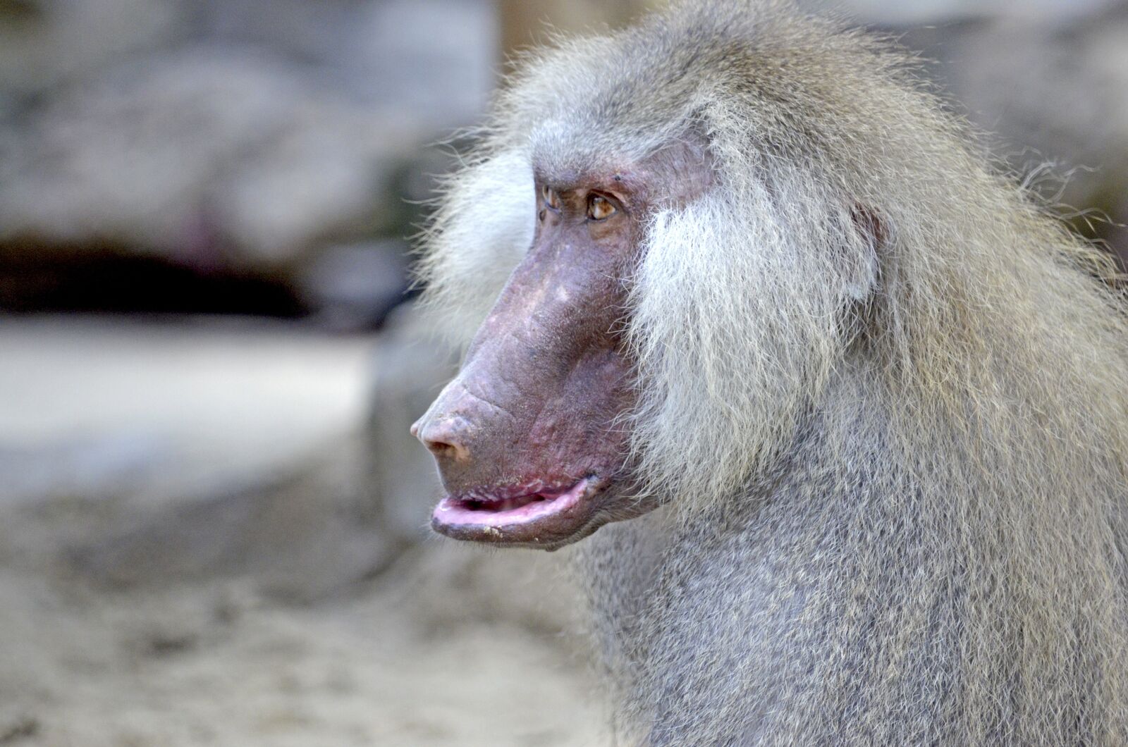 Nikon D5100 sample photo. Baboon, monkey, old photography