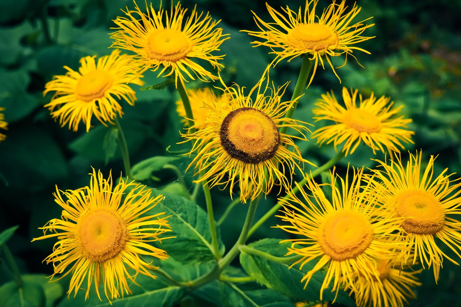 Olympus OM-D E-M10 sample photo. Flower, yellow flower, yellow photography