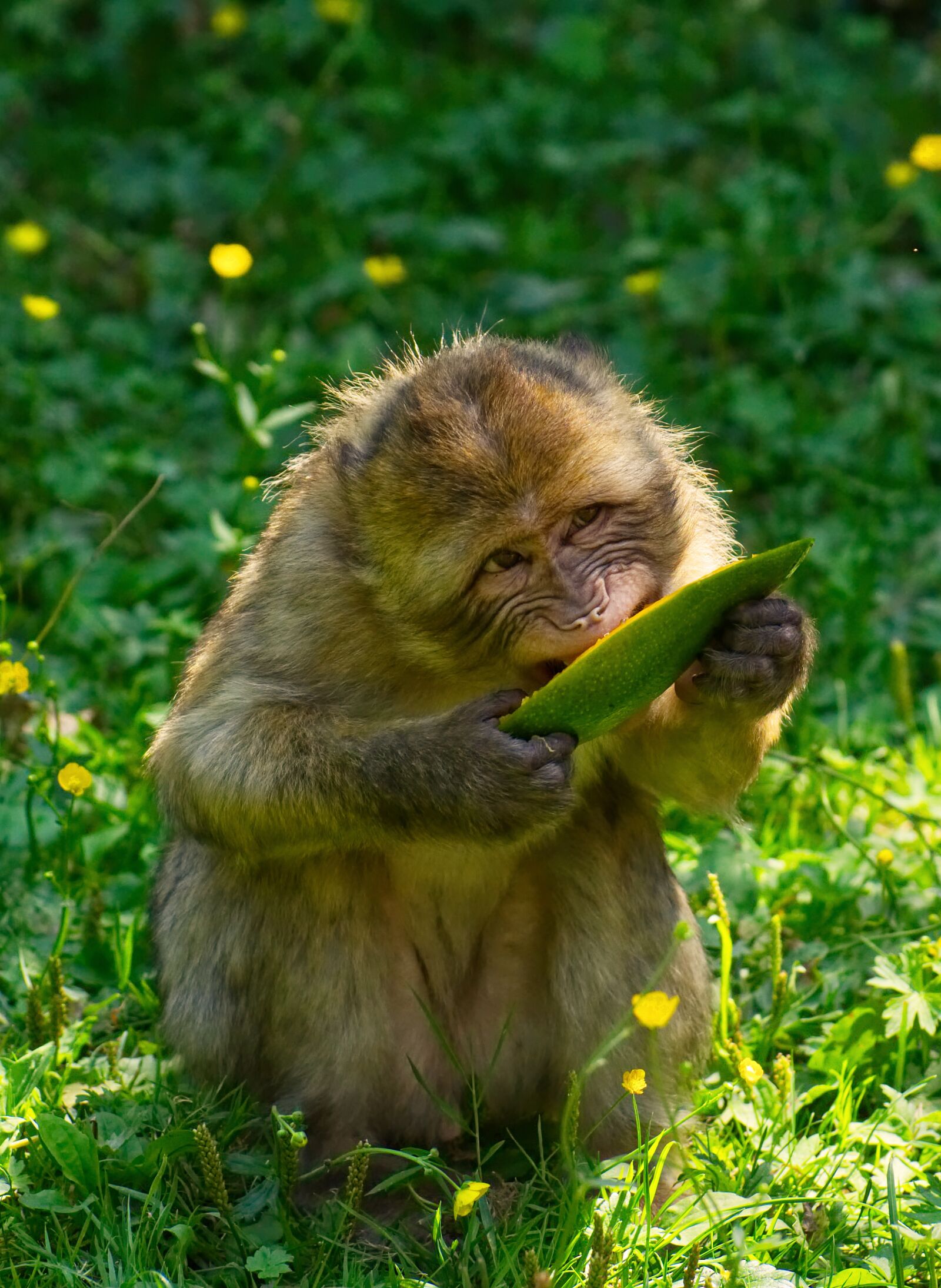 Nikon D7200 sample photo. Barbary ape, endangered species photography