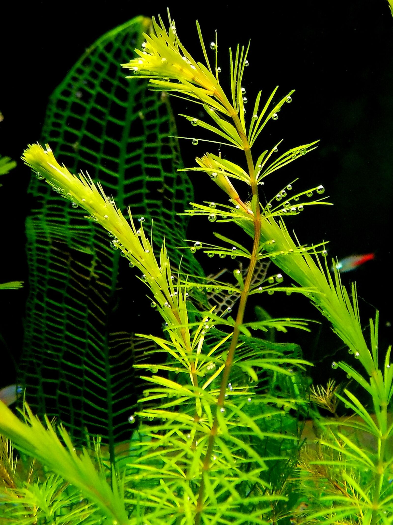 Nikon COOLPIX L330 sample photo. Aquarium, nature, plant photography