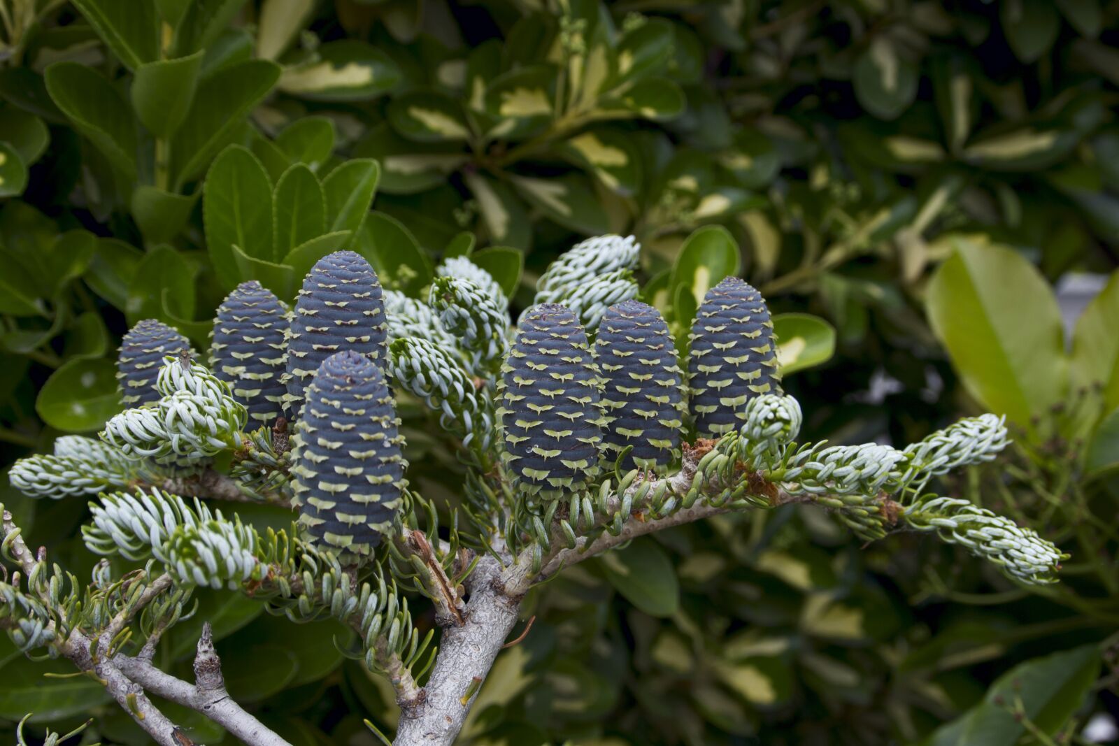 Canon EOS 600D (Rebel EOS T3i / EOS Kiss X5) sample photo. Pine, pineapple, tree photography