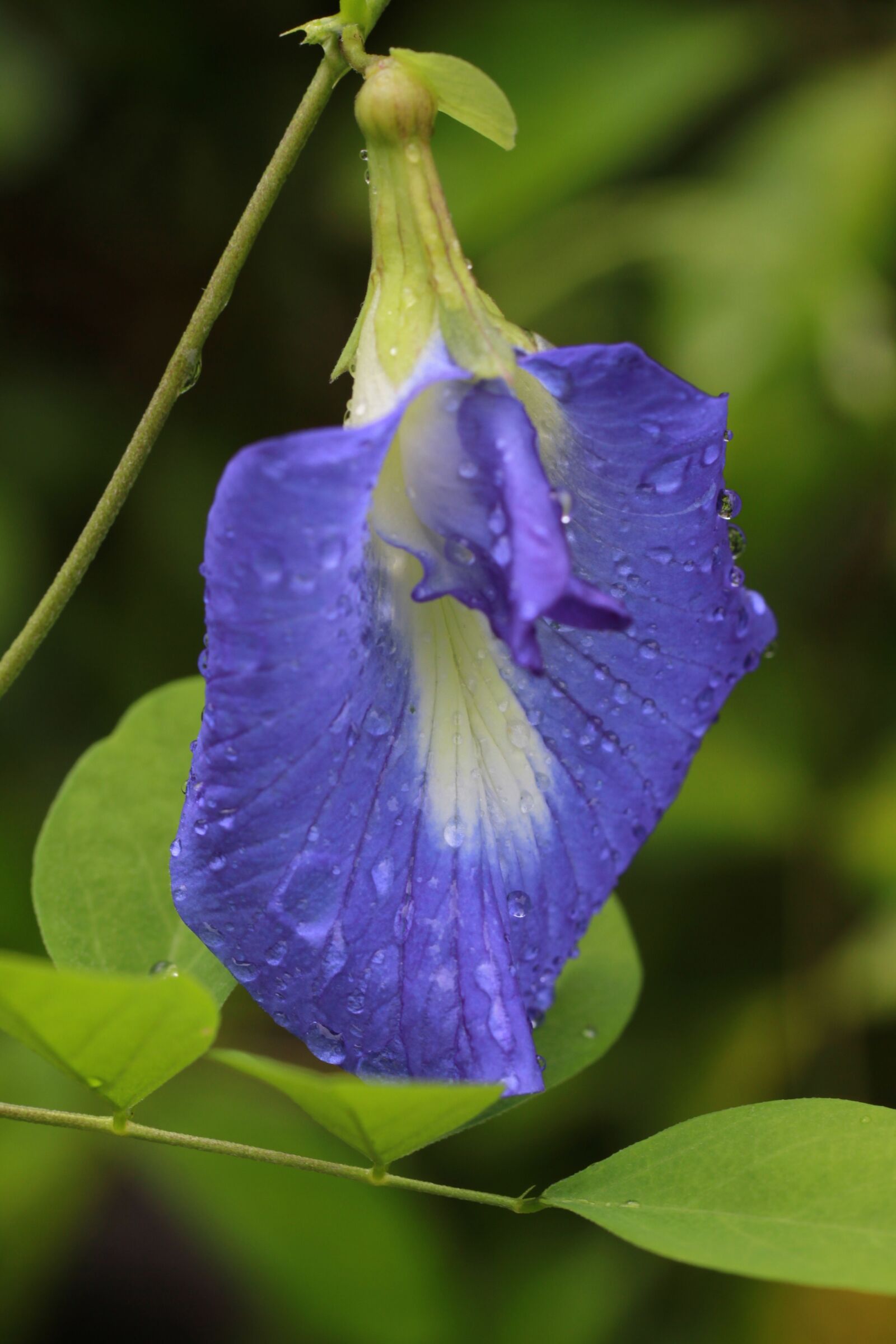 Canon EOS 7D sample photo. Purple, flower, droplets photography