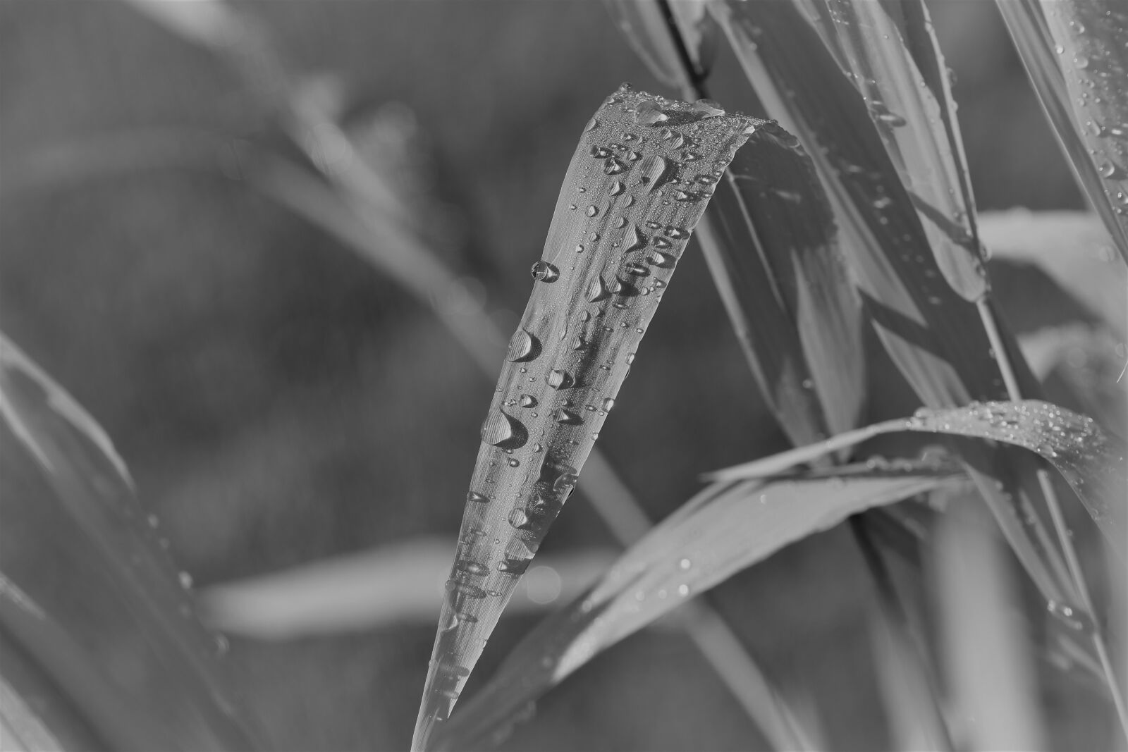 Nikon D5500 sample photo. Black and white, plant photography
