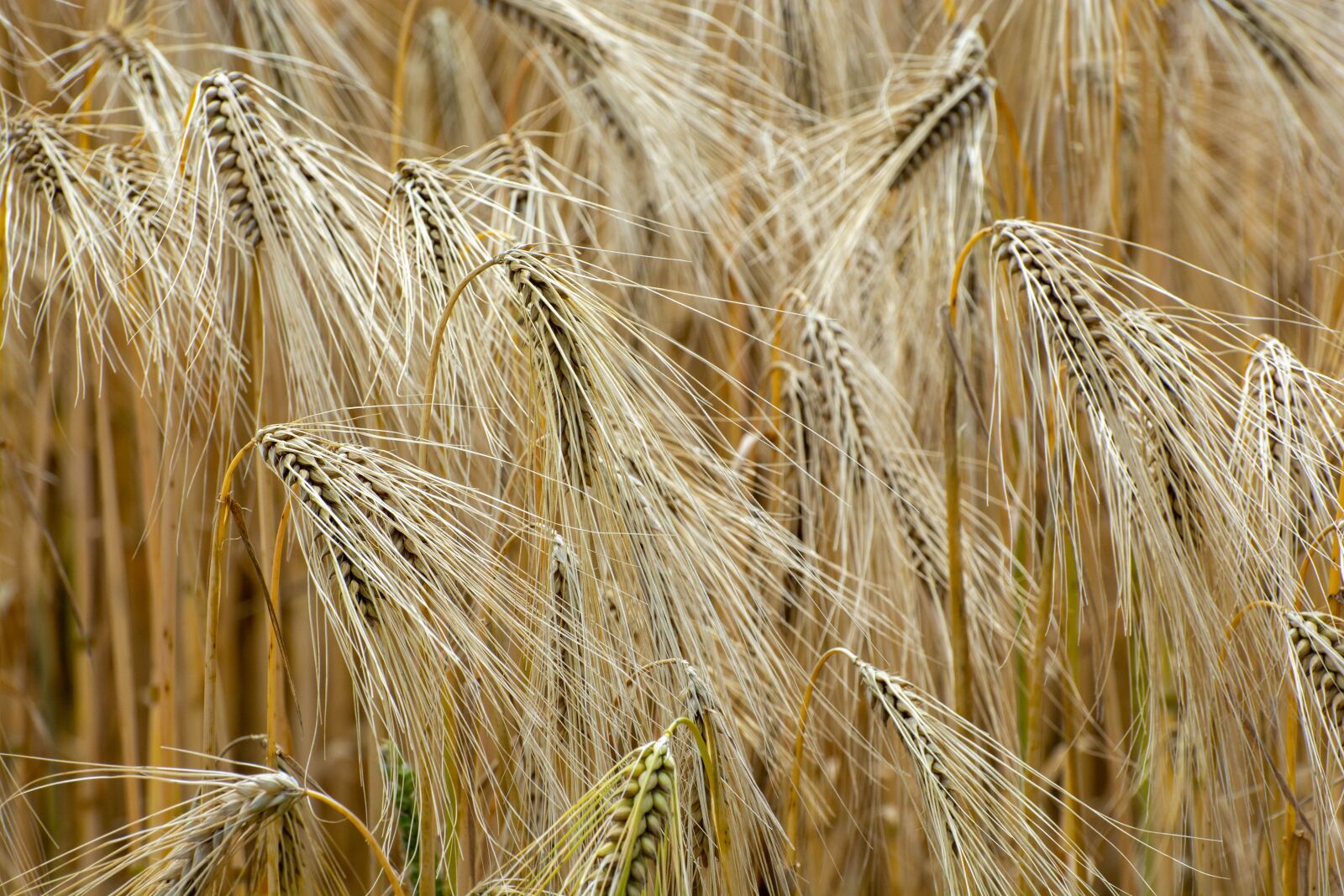 Nikon D7100 sample photo. Wheat, golden, farm photography