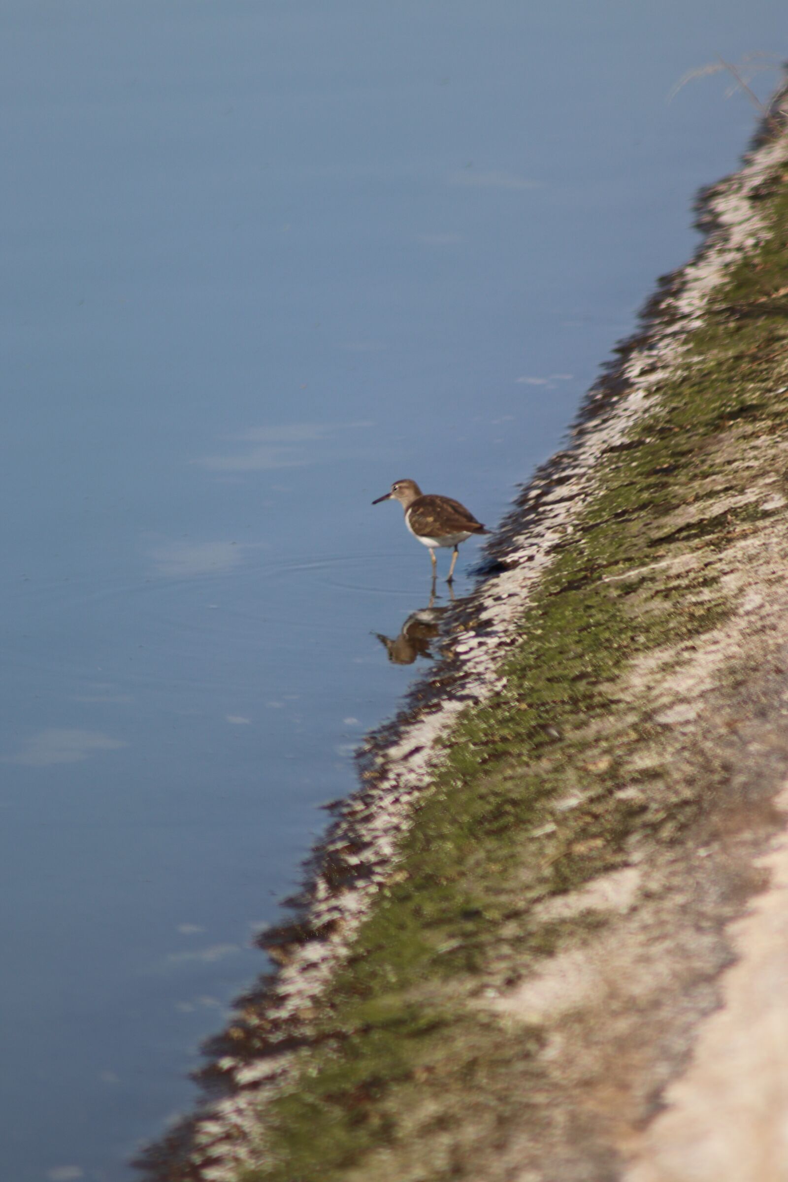 Canon EOS 77D (EOS 9000D / EOS 770D) sample photo. Bird, laguna, reflection photography