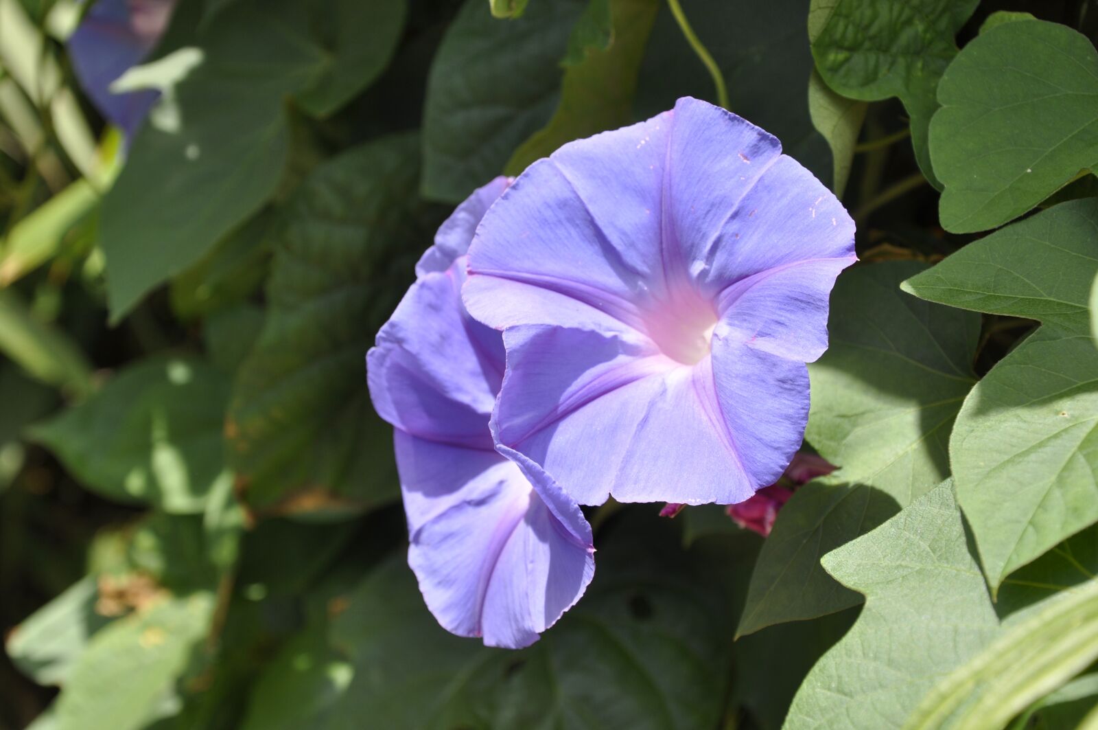 Nikon D90 sample photo. Purple flowers, morning glory photography