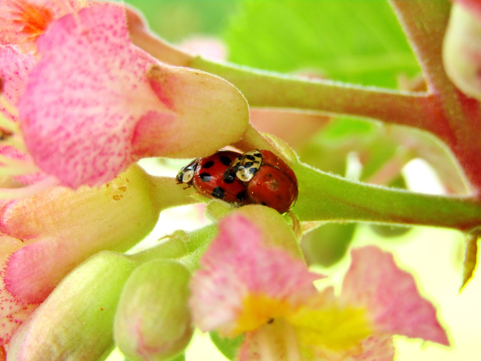 Canon POWERSHOT SX432 IS sample photo. Chestnut, ladybug, flower photography