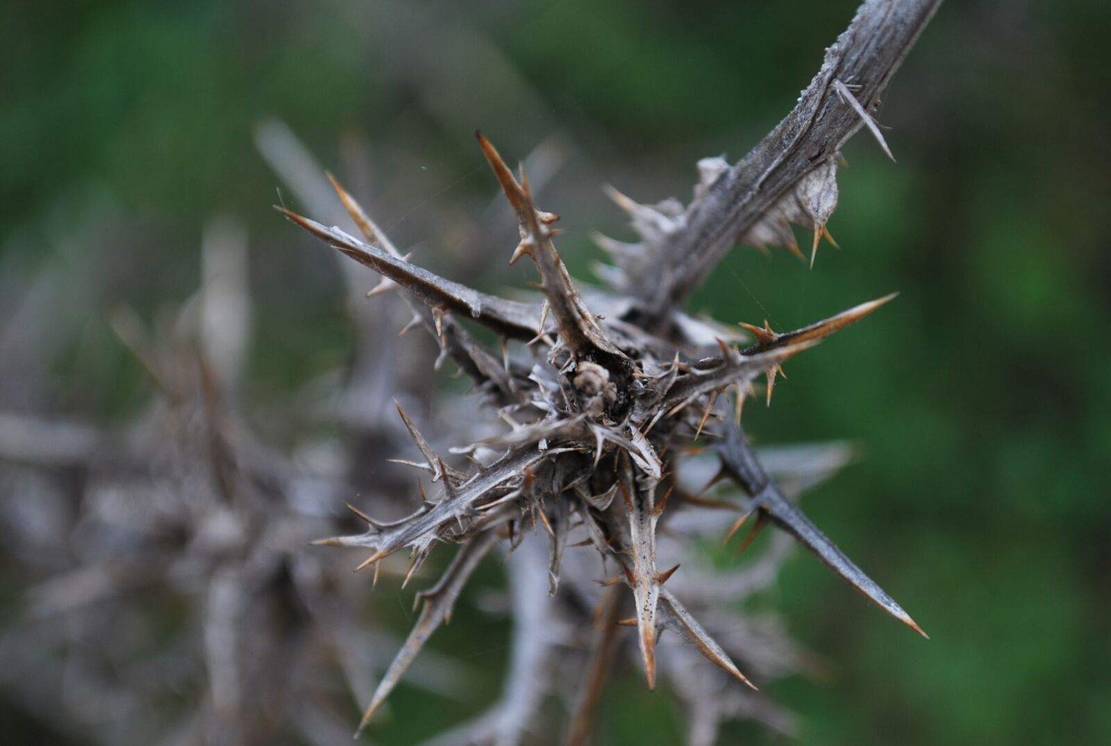 Nikon D60 sample photo. Thorn, dead, plant photography