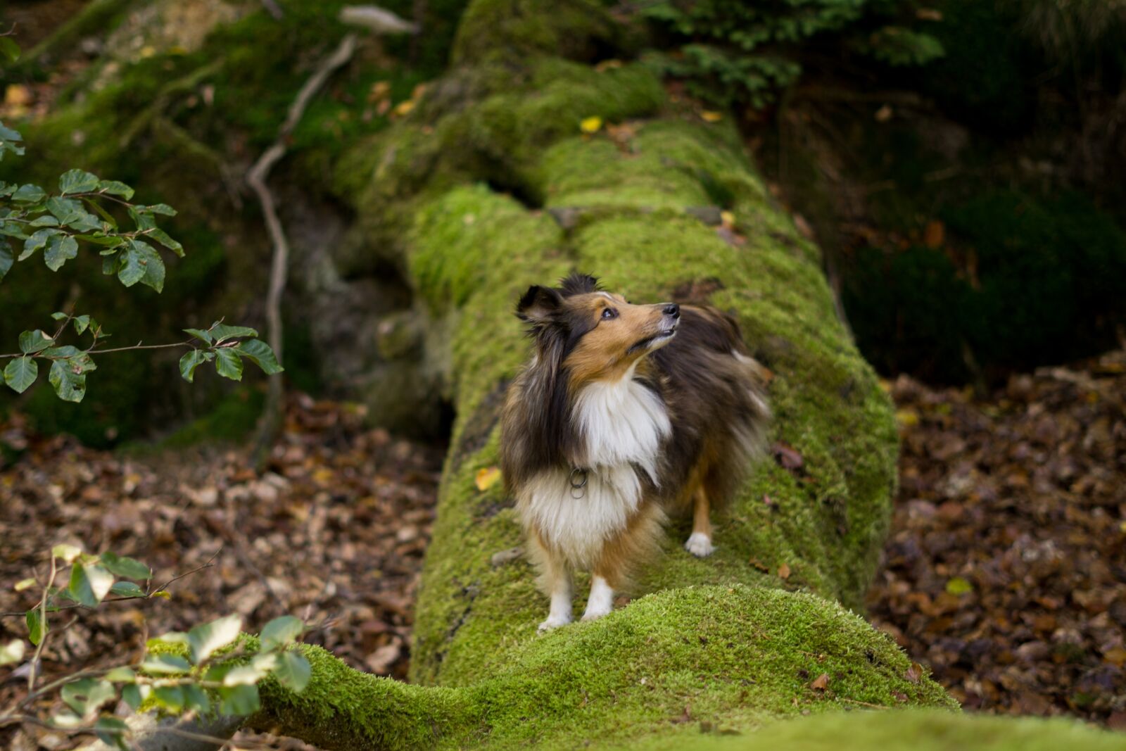 Sony FE 50mm F1.8 sample photo. Dog, nature, wood photography