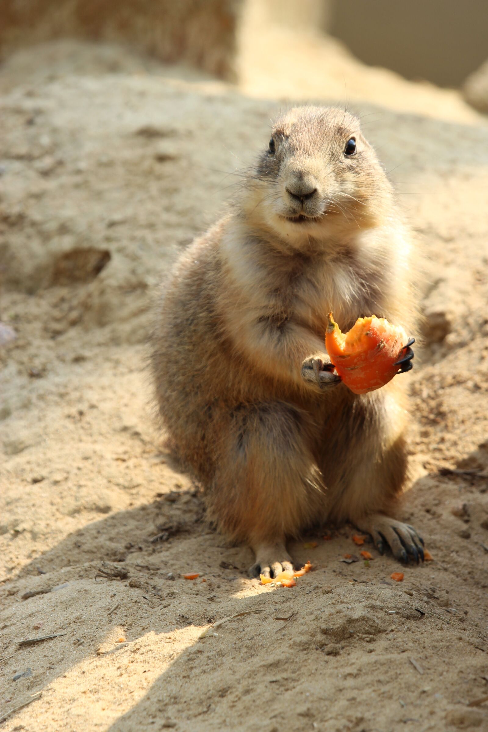 Canon EF-S 55-250mm F4-5.6 IS STM sample photo. Black-tailed prairie dog, nature photography