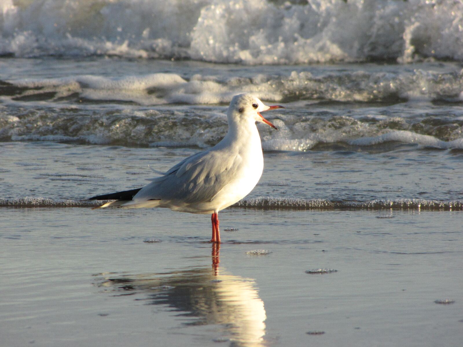 Canon PowerShot SX1 IS sample photo. Seagull, beach, water photography