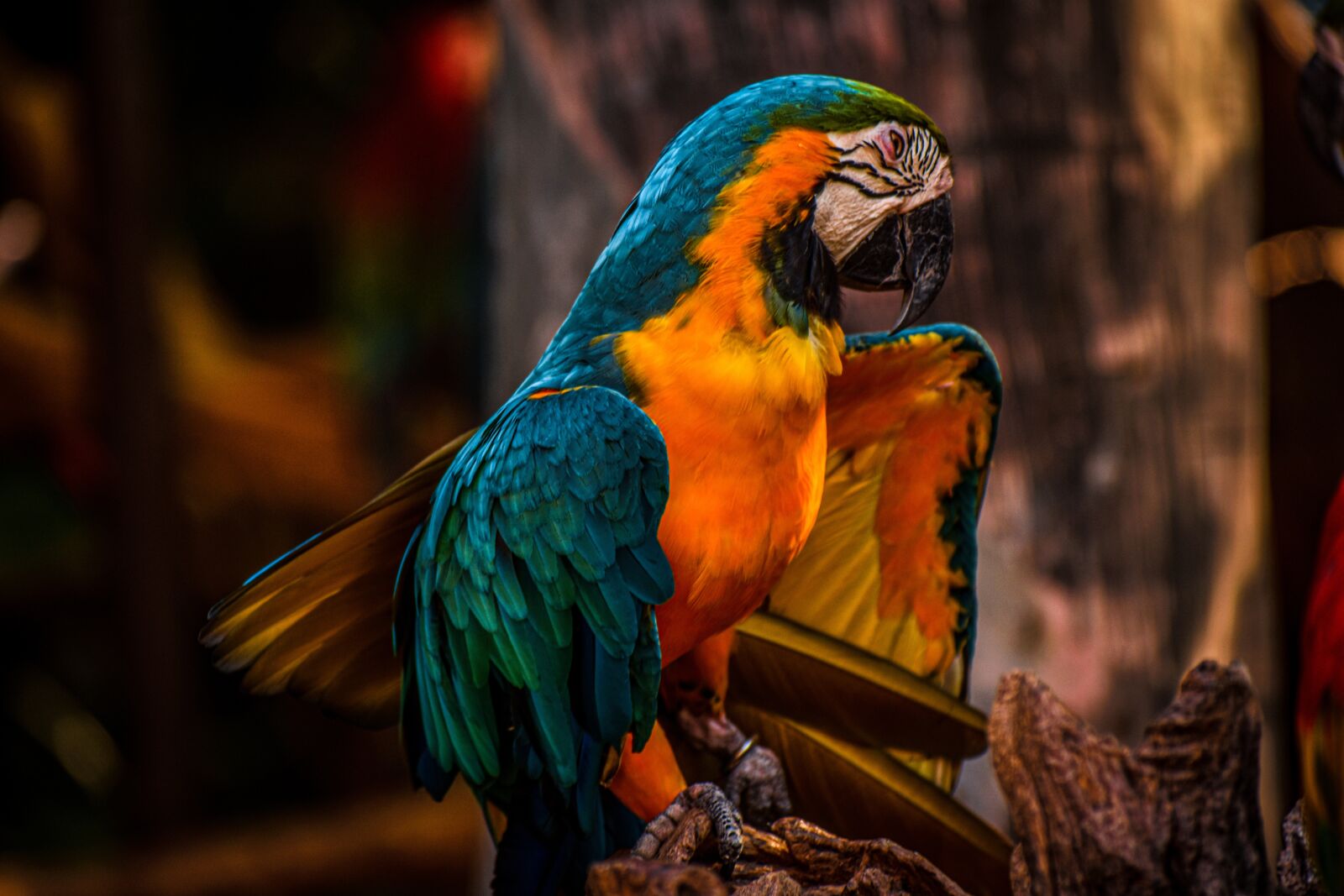 Nikon D3400 sample photo. Bird, parrot, beauty photography