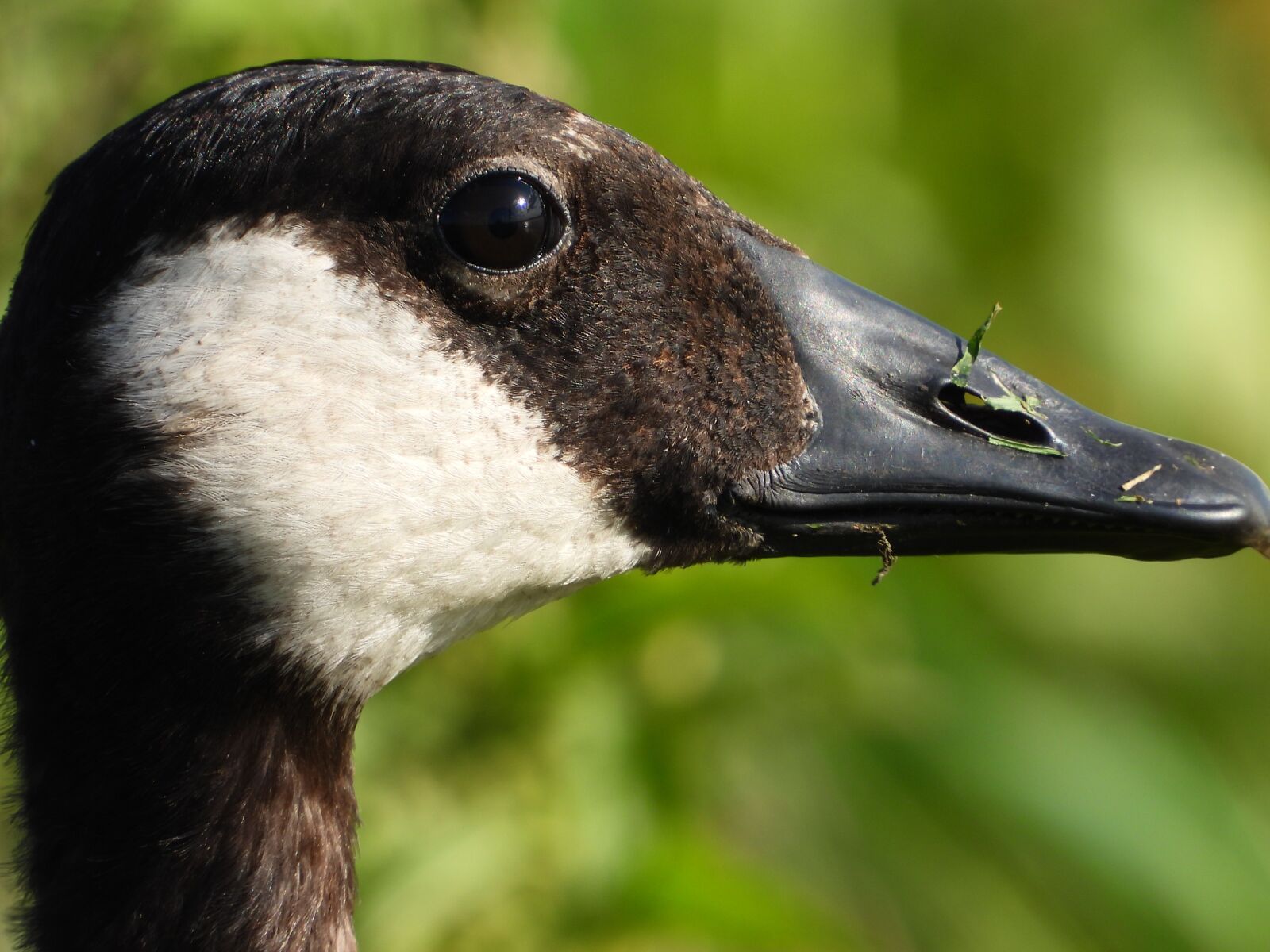 Nikon Coolpix P1000 sample photo. Goose, canadian geese, face photography
