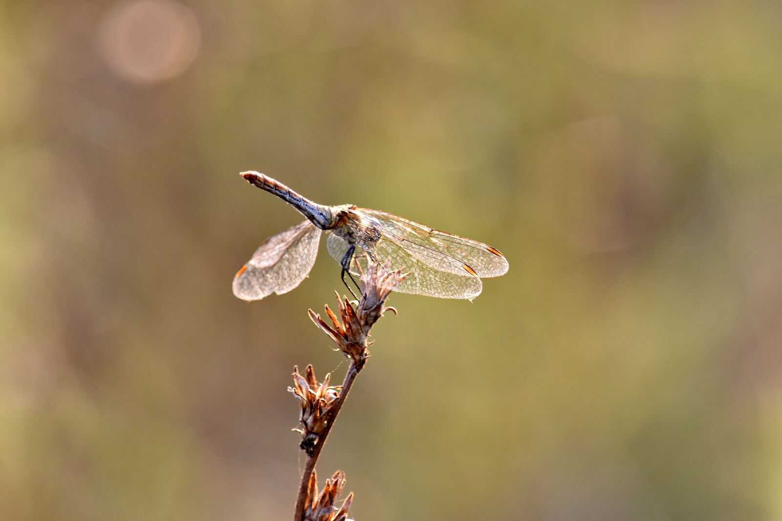 Nikon D5500 sample photo. Beautiful photo, dragonfly, lacewing photography