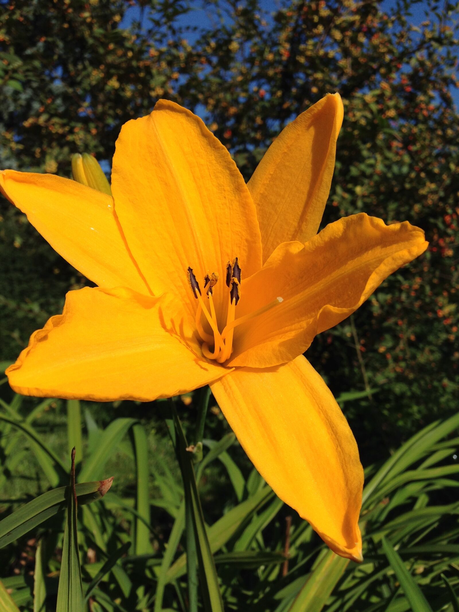 iPhone 5c back camera 4.12mm f/2.4 sample photo. Flower, yellow, nature photography