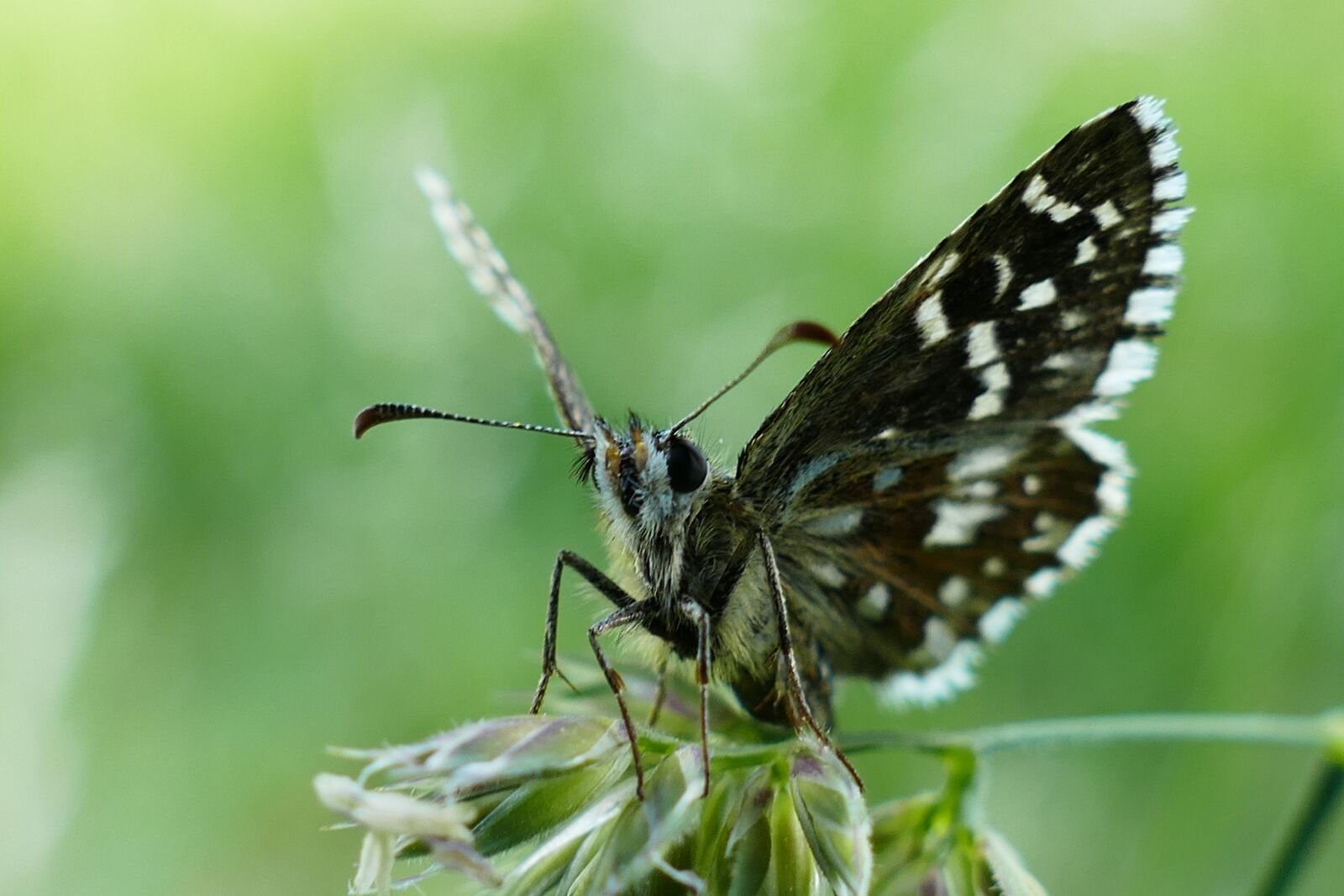 Panasonic Lumix DMC-FZ1000 sample photo. Mallow dice spot butterfly photography