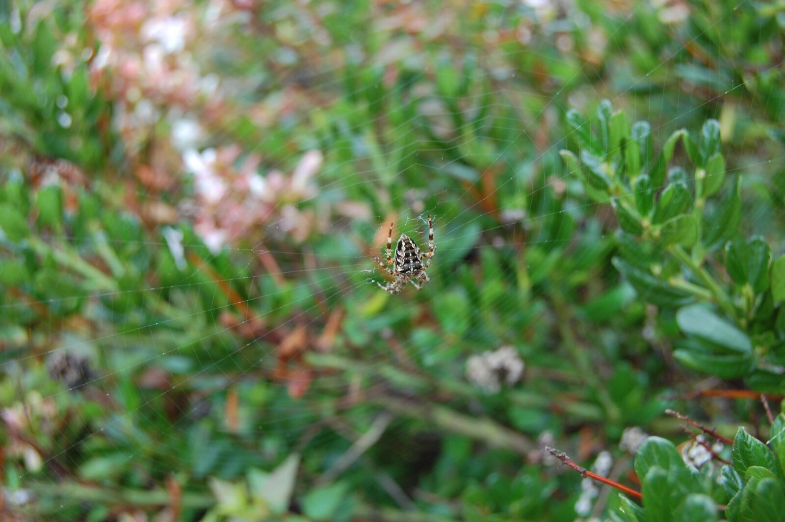 Nikon D40 sample photo. Araneus diadematus, spider, canvas photography