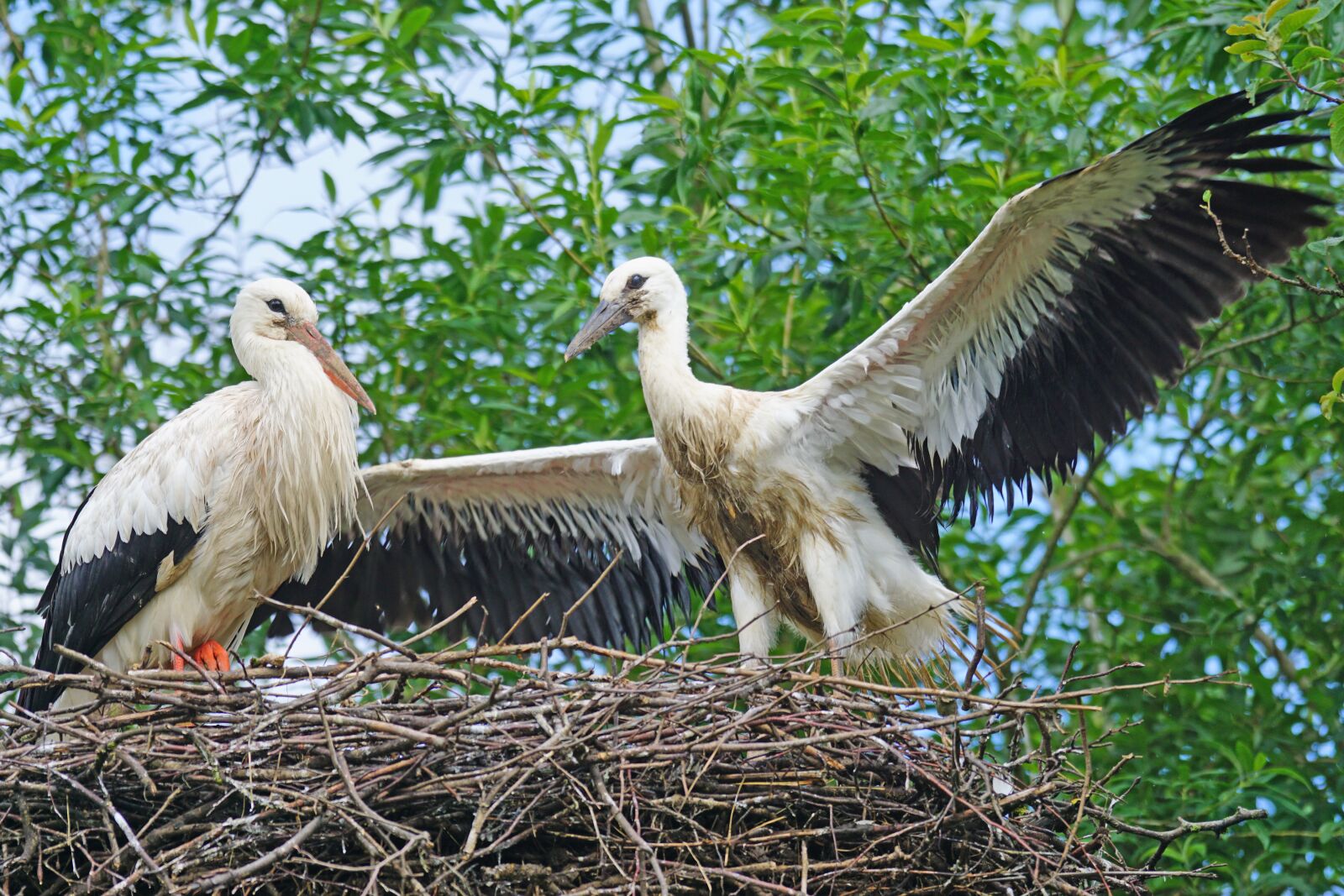 Sony ILCA-77M2 + Sony 70-400mm F4-5.6 G SSM sample photo. Stork, adebar, rattle stork photography
