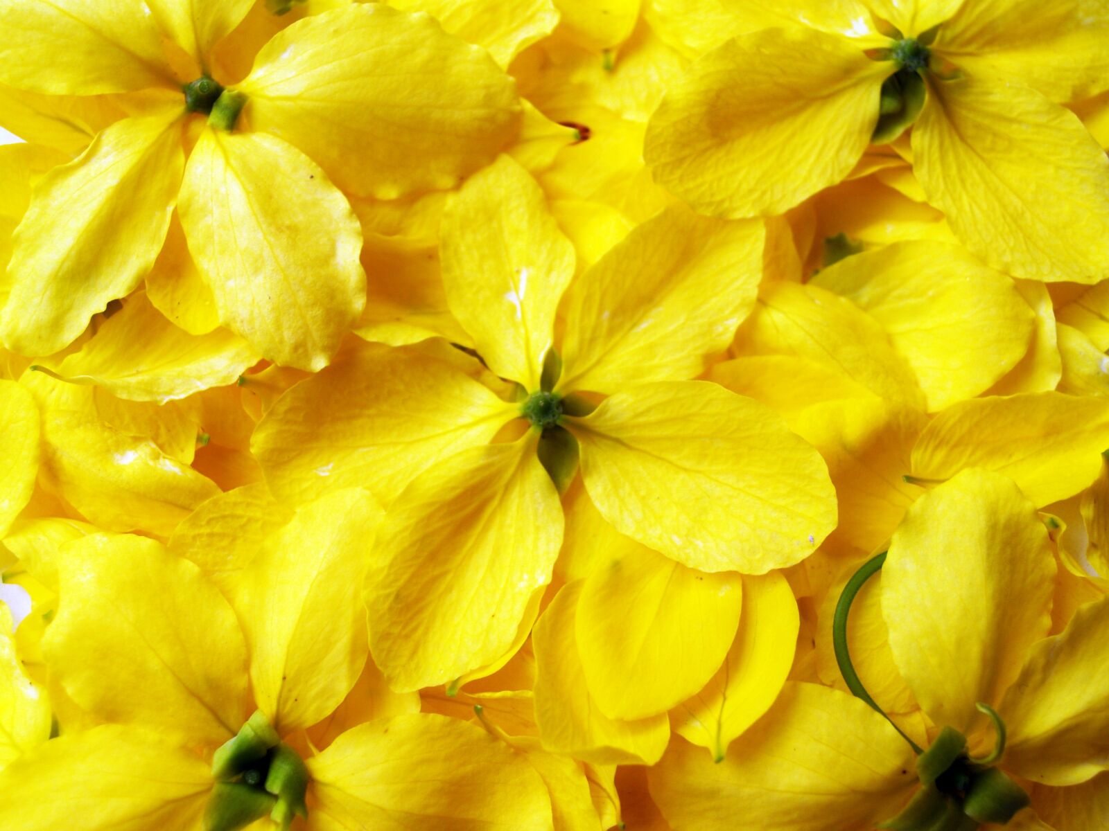 Olympus E-300 (EVOLT E-300) sample photo. Cassia, shower, golden photography