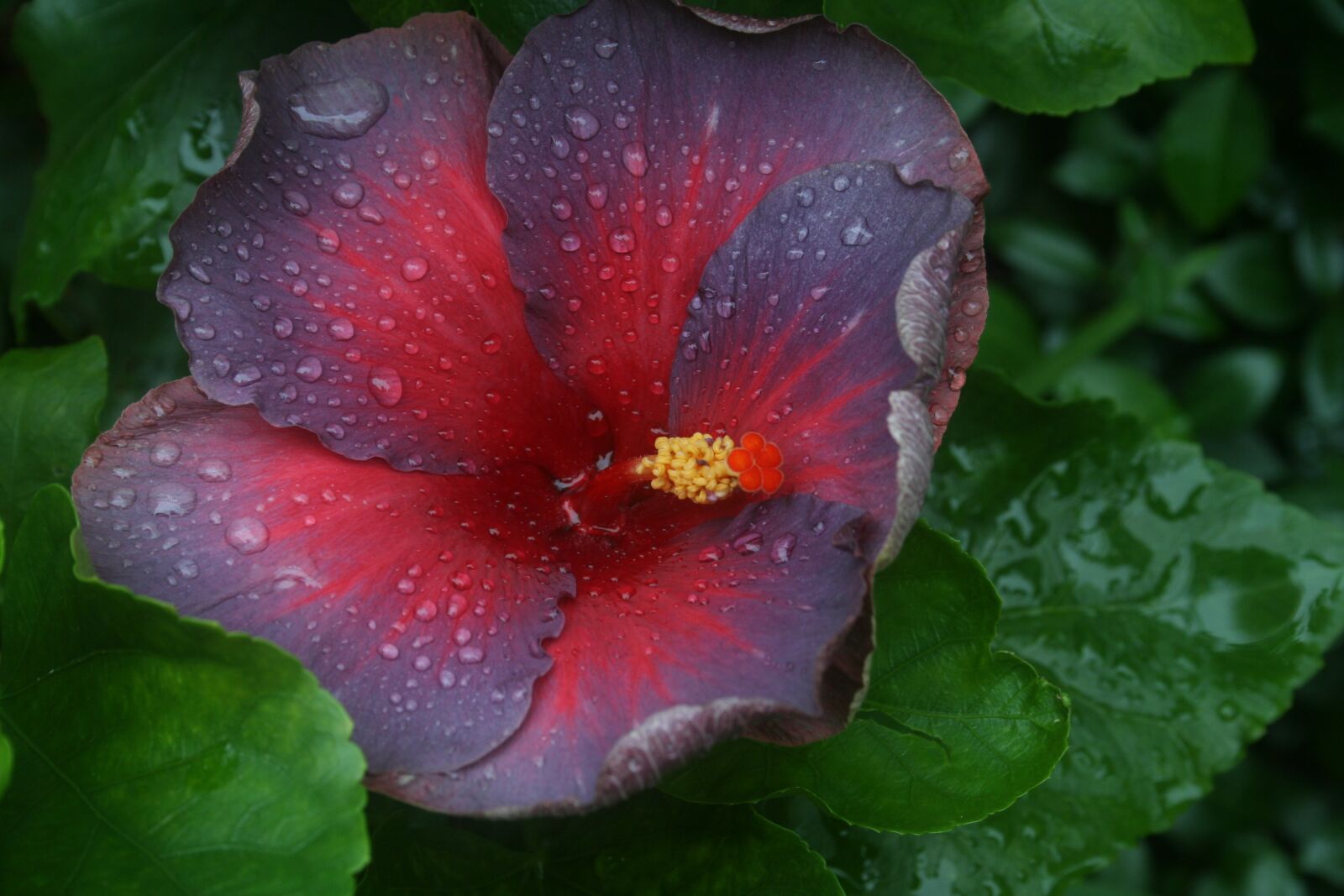 Canon EOS 350D (EOS Digital Rebel XT / EOS Kiss Digital N) sample photo. Hibiscus, flower, tropical photography