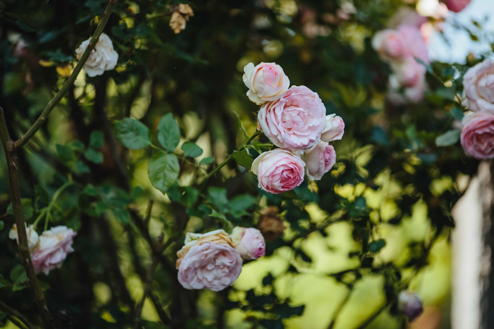 Canon EF 135mm F2L USM sample photo. Garden, gardening, leaf, shrub photography