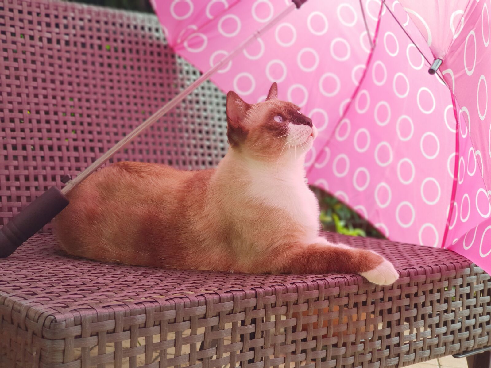 Samsung Galaxy S9+ sample photo. Cat, umbrella, relaxation photography
