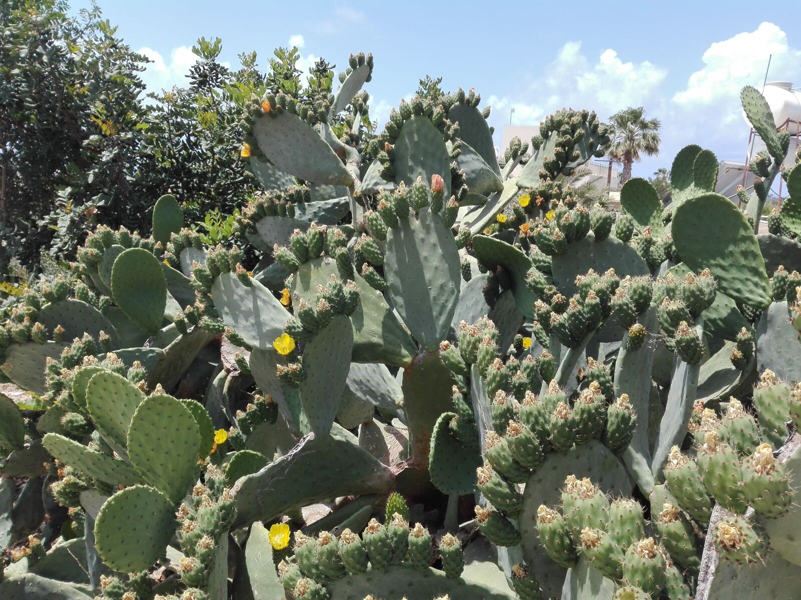 HUAWEI P8 Lite sample photo. Cactus, plant, spur photography