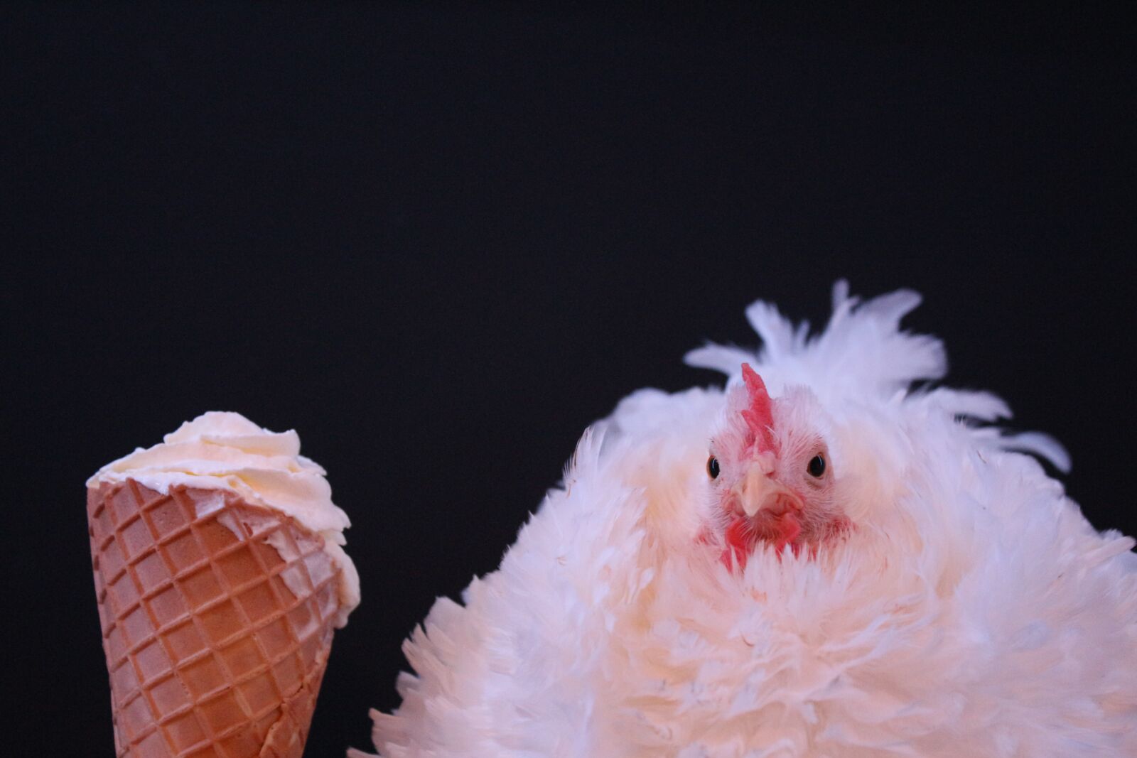 Canon EF-S 18-55mm F3.5-5.6 IS sample photo. Chicken, cream, ice cream photography