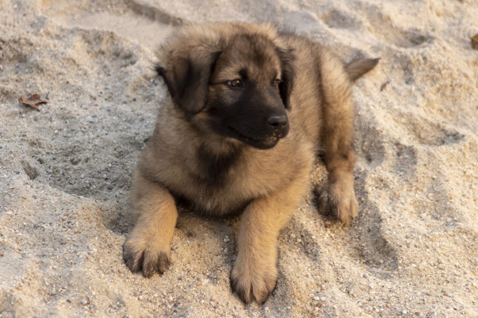 Canon EF75-300mm f/4-5.6 sample photo. Shepherd dog, dog, pets photography