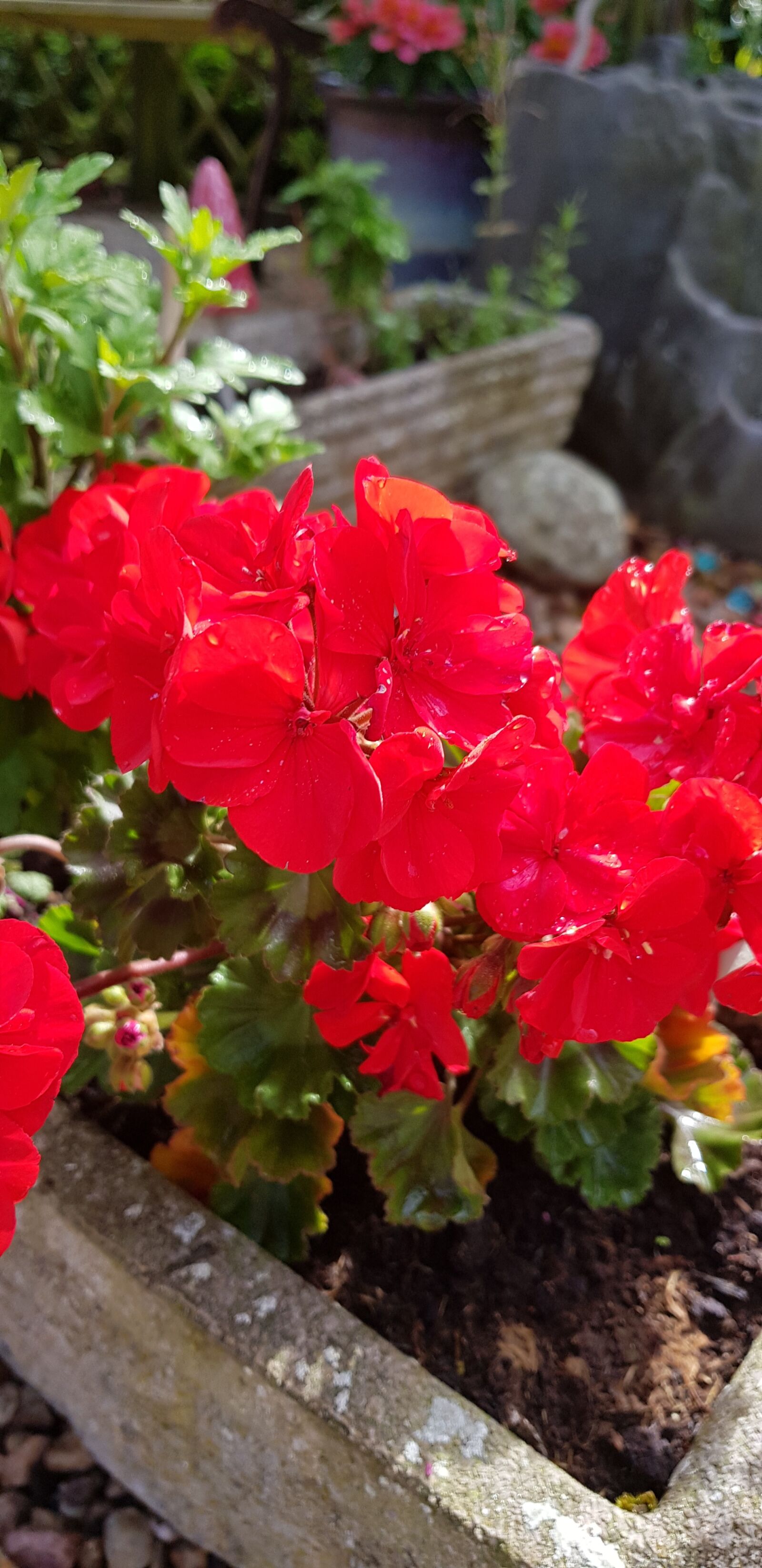 Samsung Galaxy S8 sample photo. Red, geraniums, plant photography