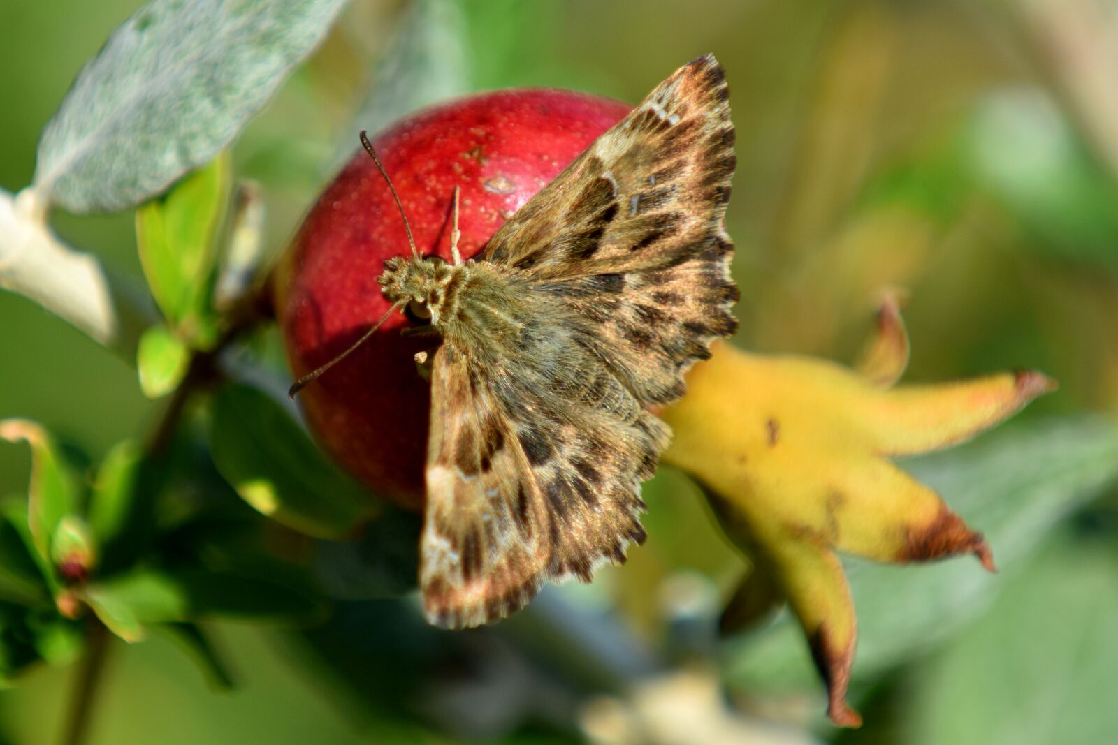 Nikon D3500 sample photo. Butterfly, fruit, nature photography