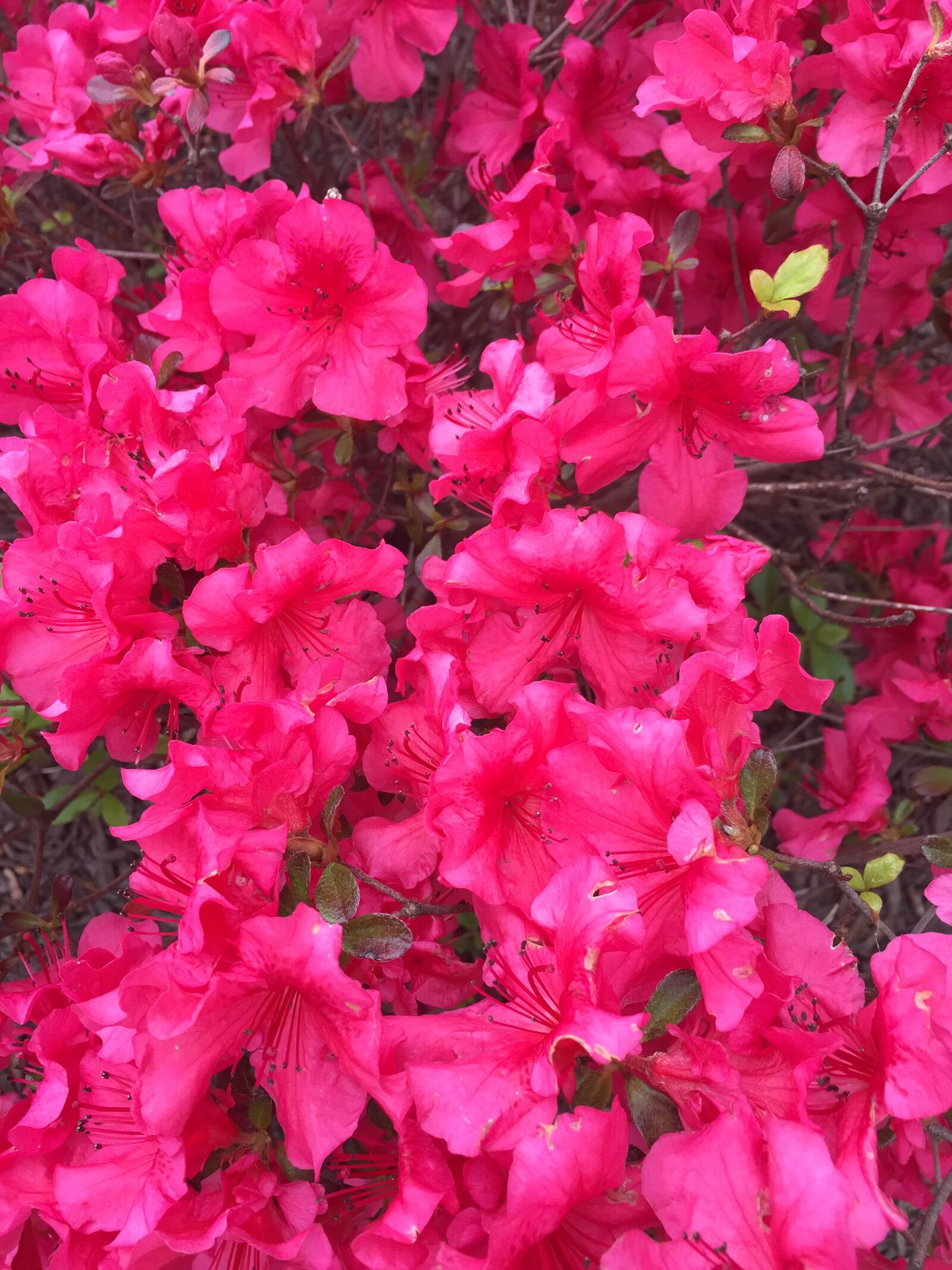 Apple iPhone 6 sample photo. Field, of, flowers, fuschia photography