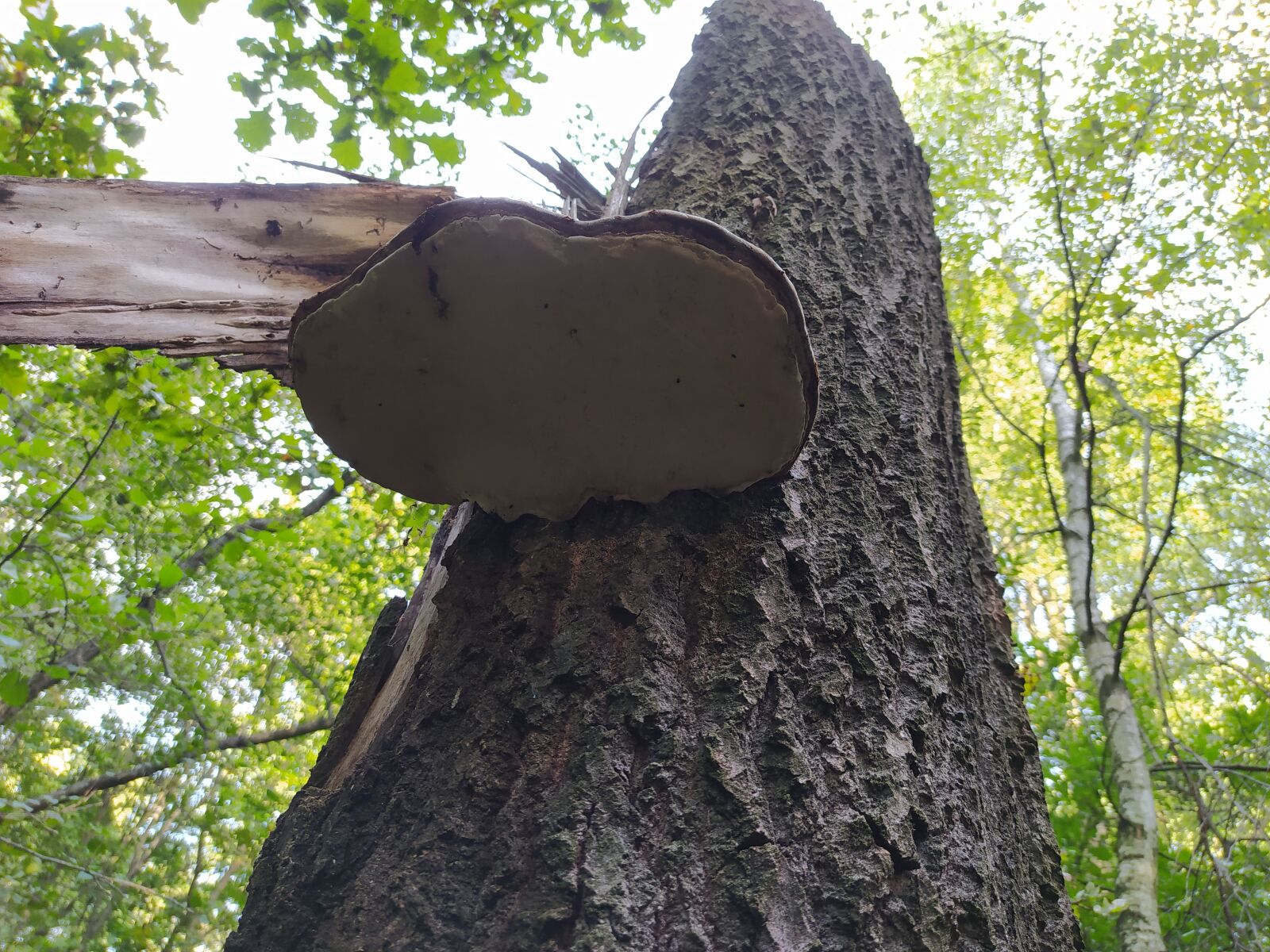 Xiaomi Redmi Note 8T sample photo. Hub, forest, mushroom photography