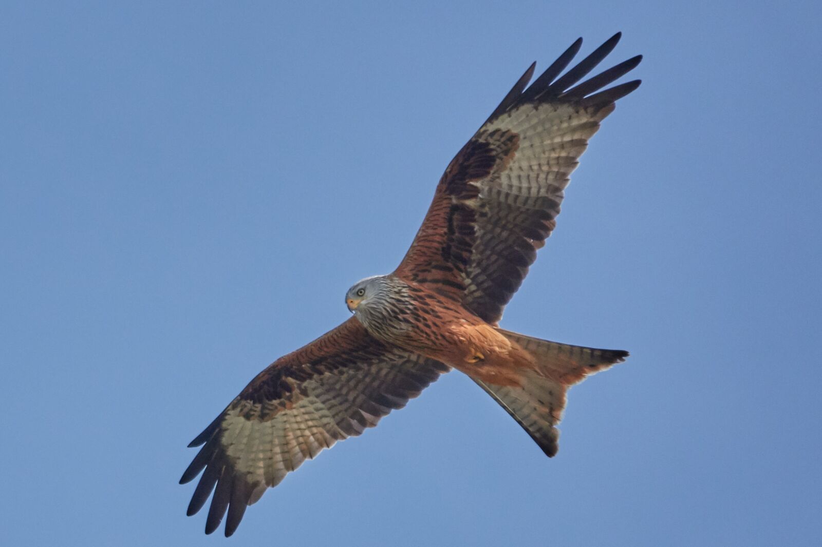 Sony Cyber-shot DSC-RX10 IV sample photo. Milan, bird, nature photography
